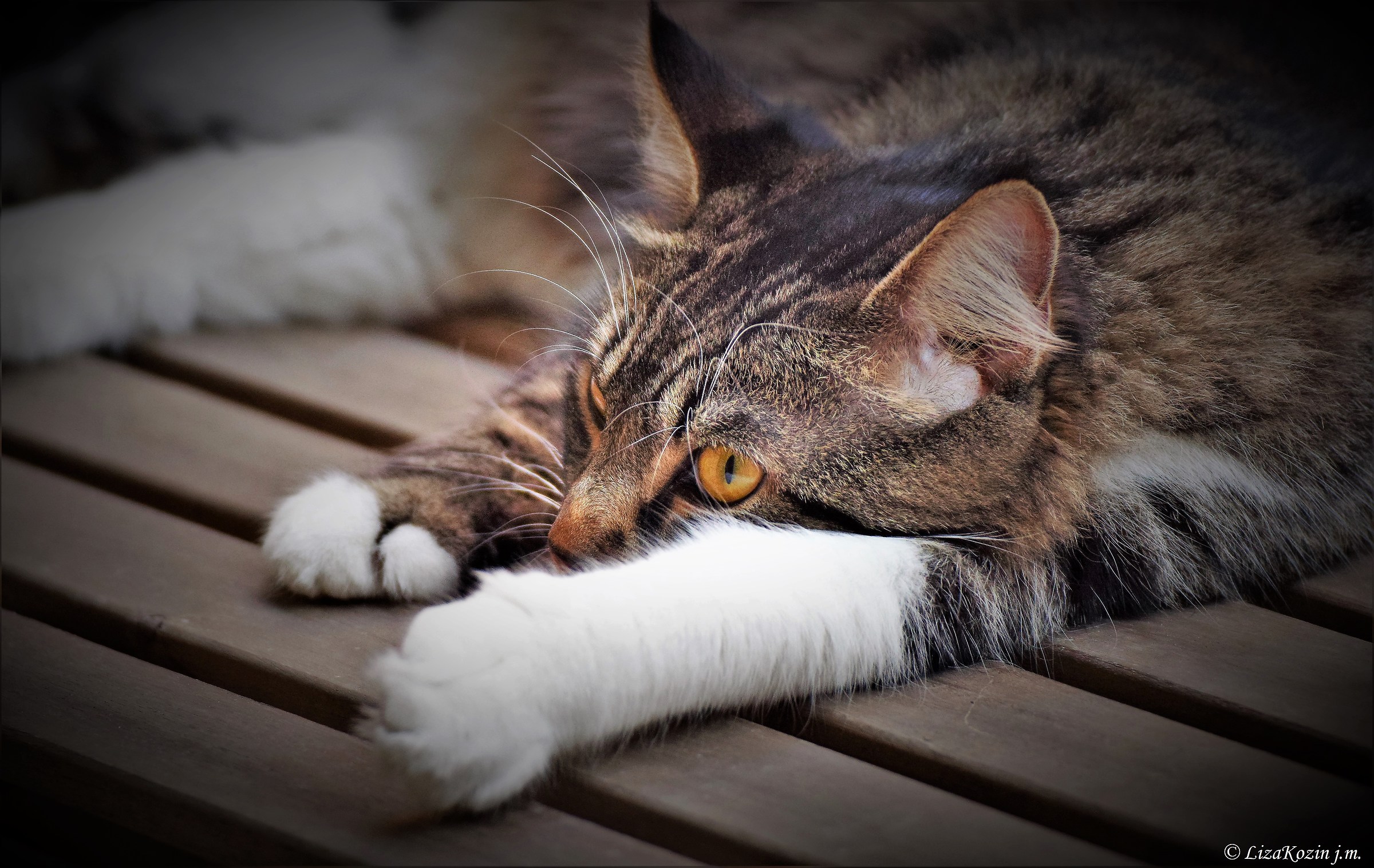 Il gatto dagli occhi d'ambra