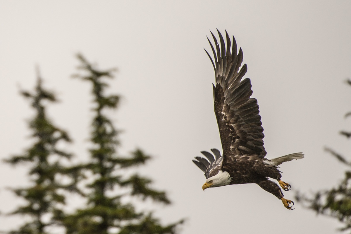 bald eagle