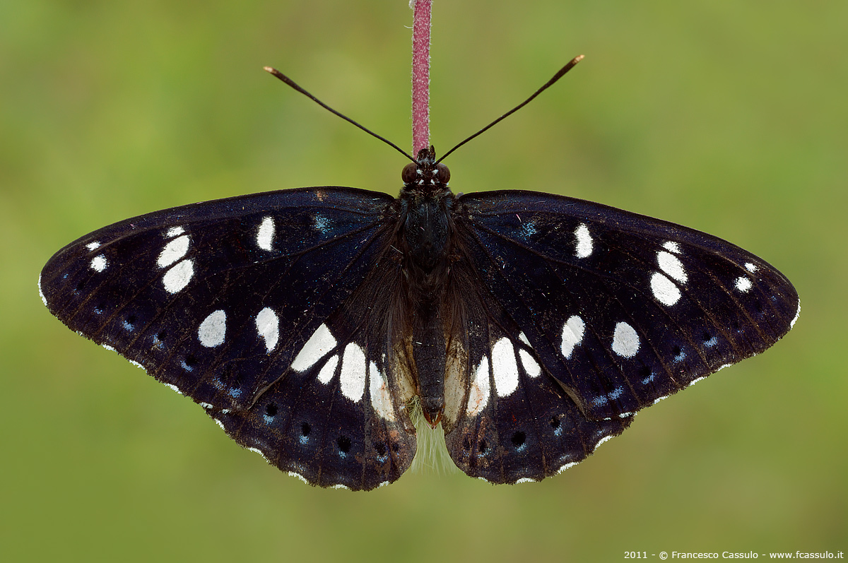 Limenitis reducta (Staudinger 1901)