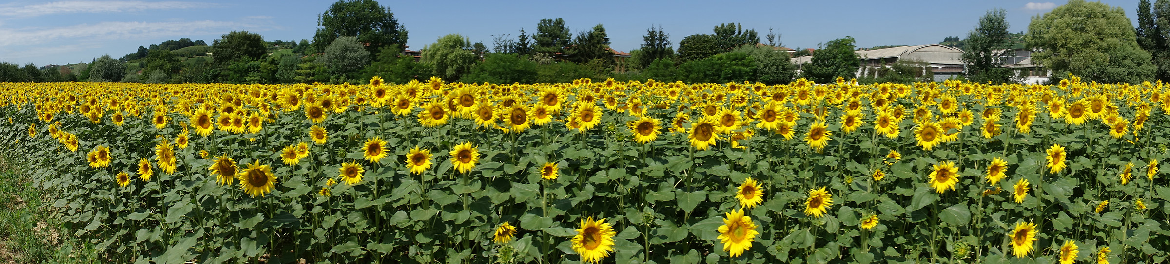 All the glances towards the light