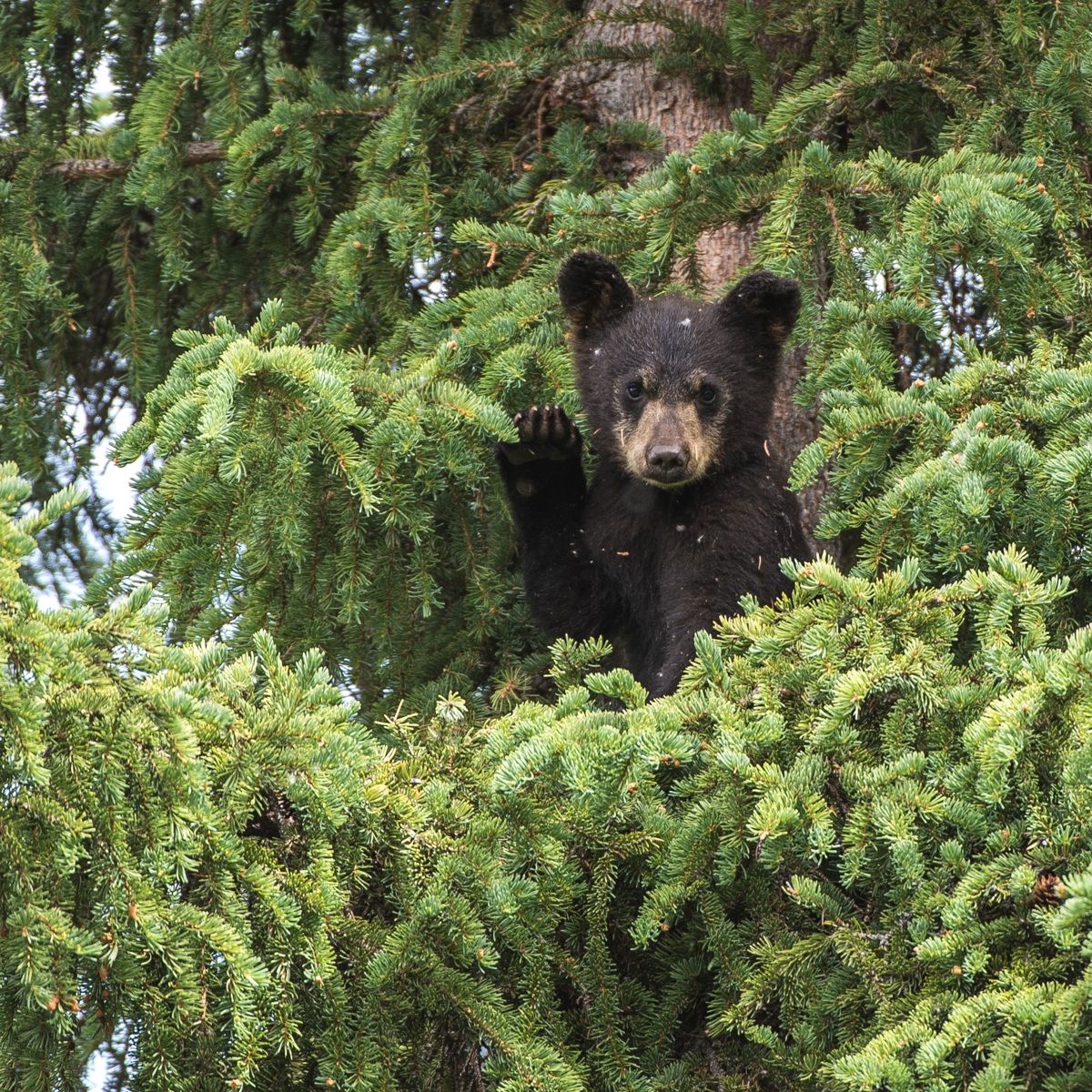 black bear cub