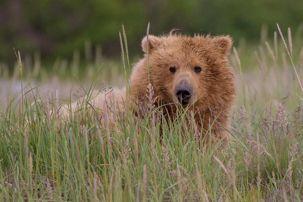 brown bear