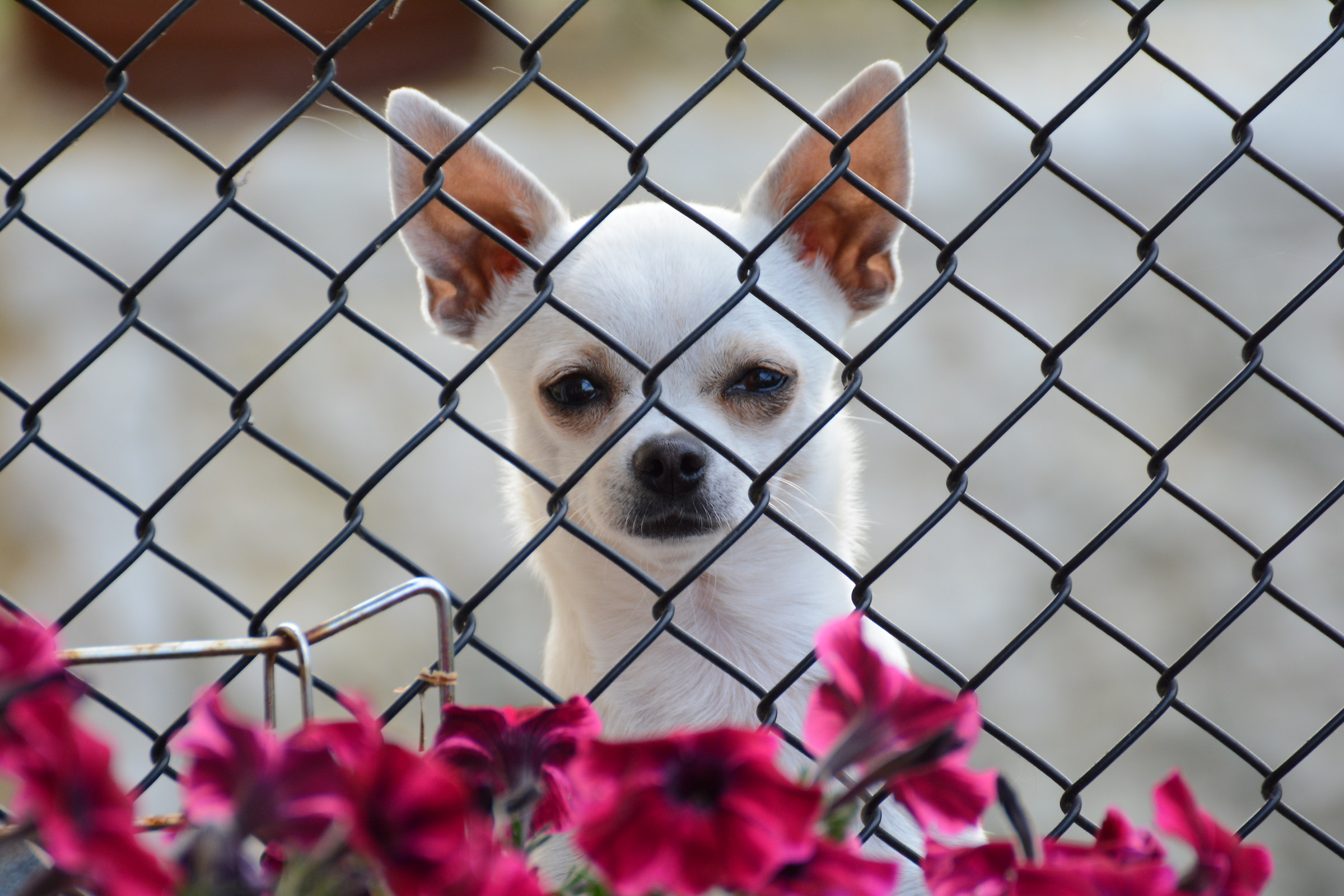 Se vengo di la ti mangio