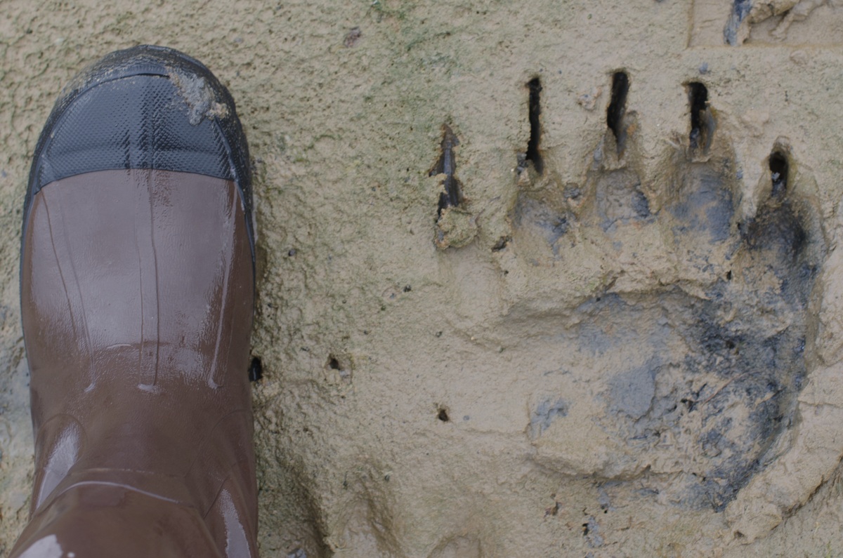 man vs bear feet feet