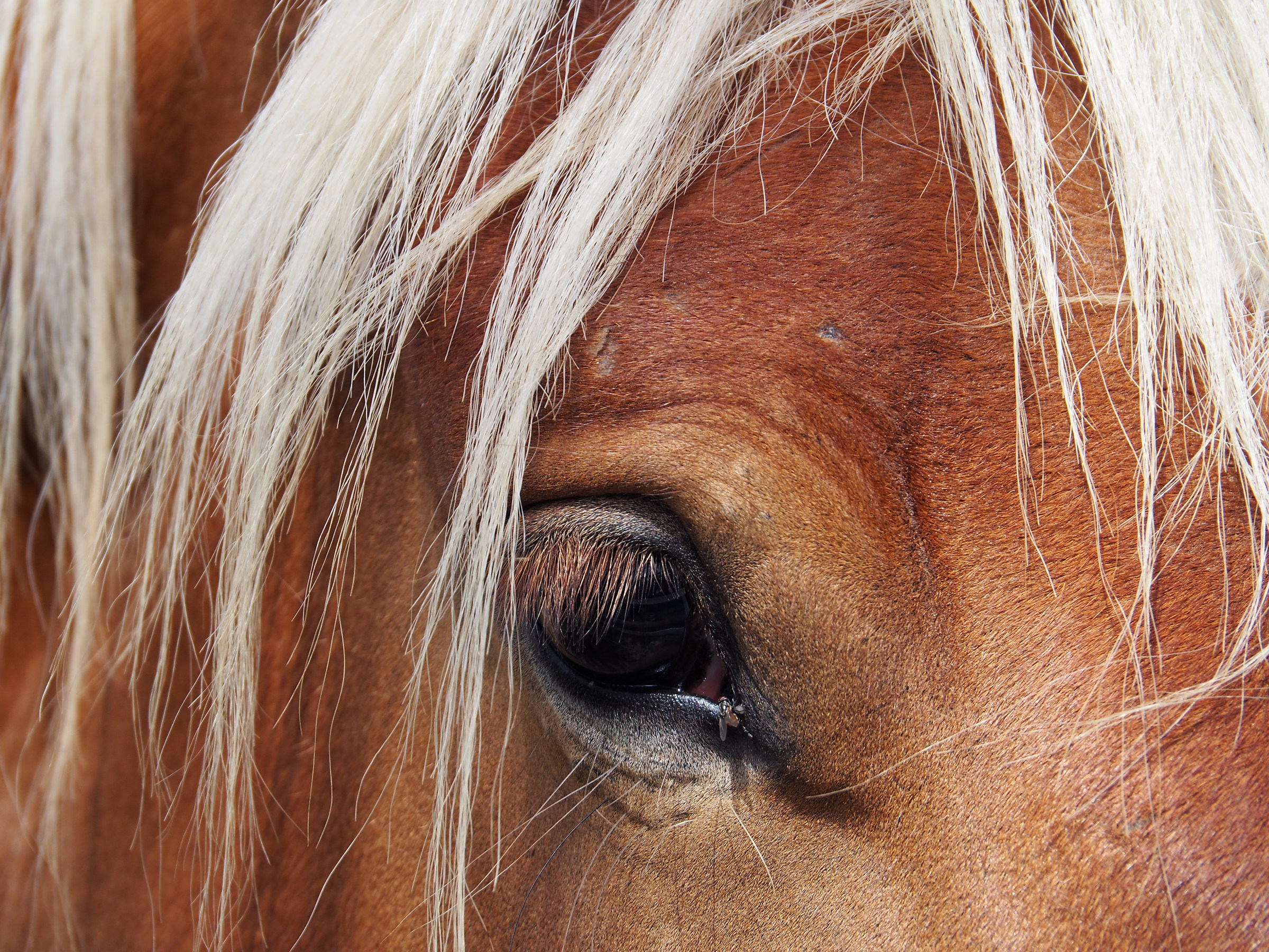 l'occhio stanco ma felice