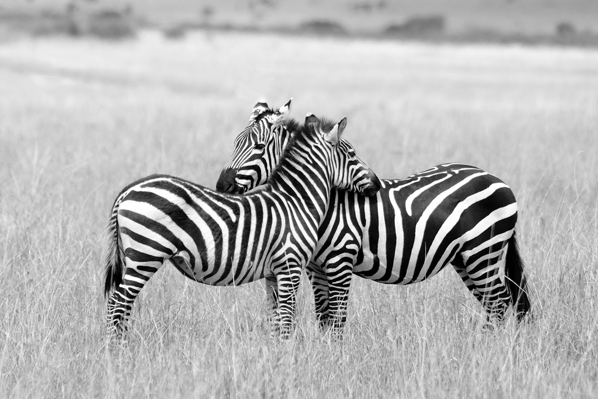 Tenerezze fra una Zebra e il suo puledro