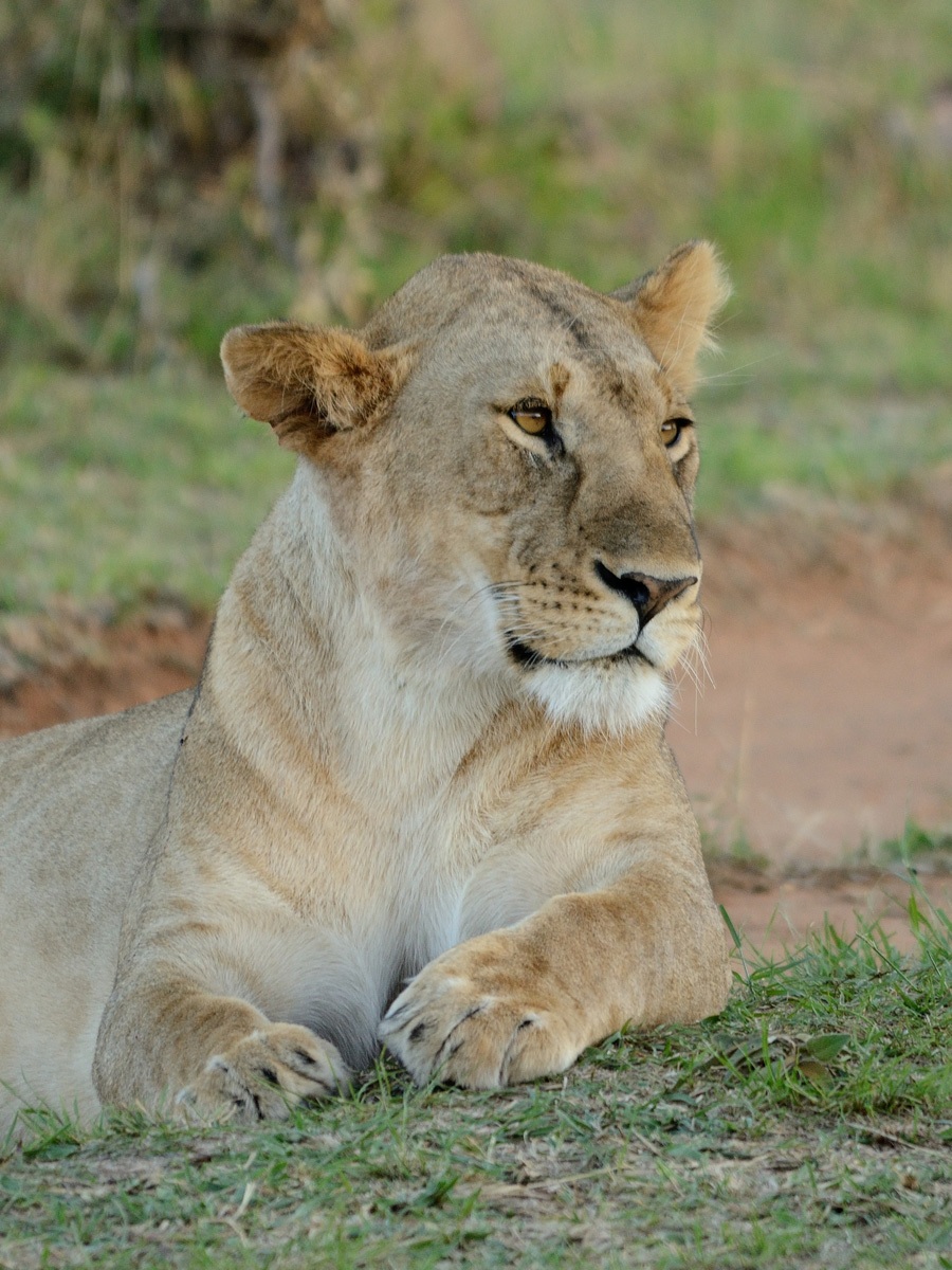 Ritratto di un Leone