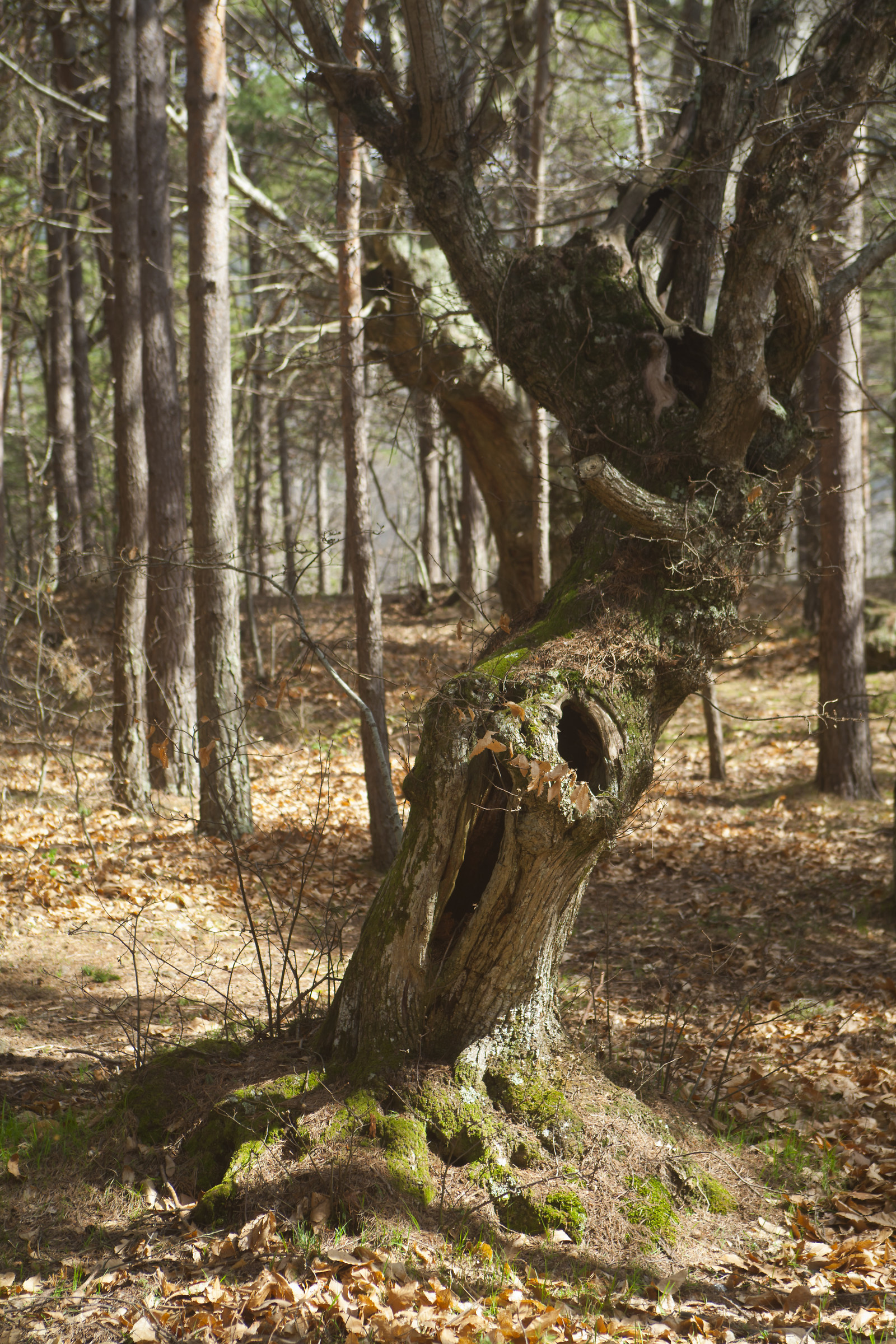 The chestnut that imitates Munch's scream