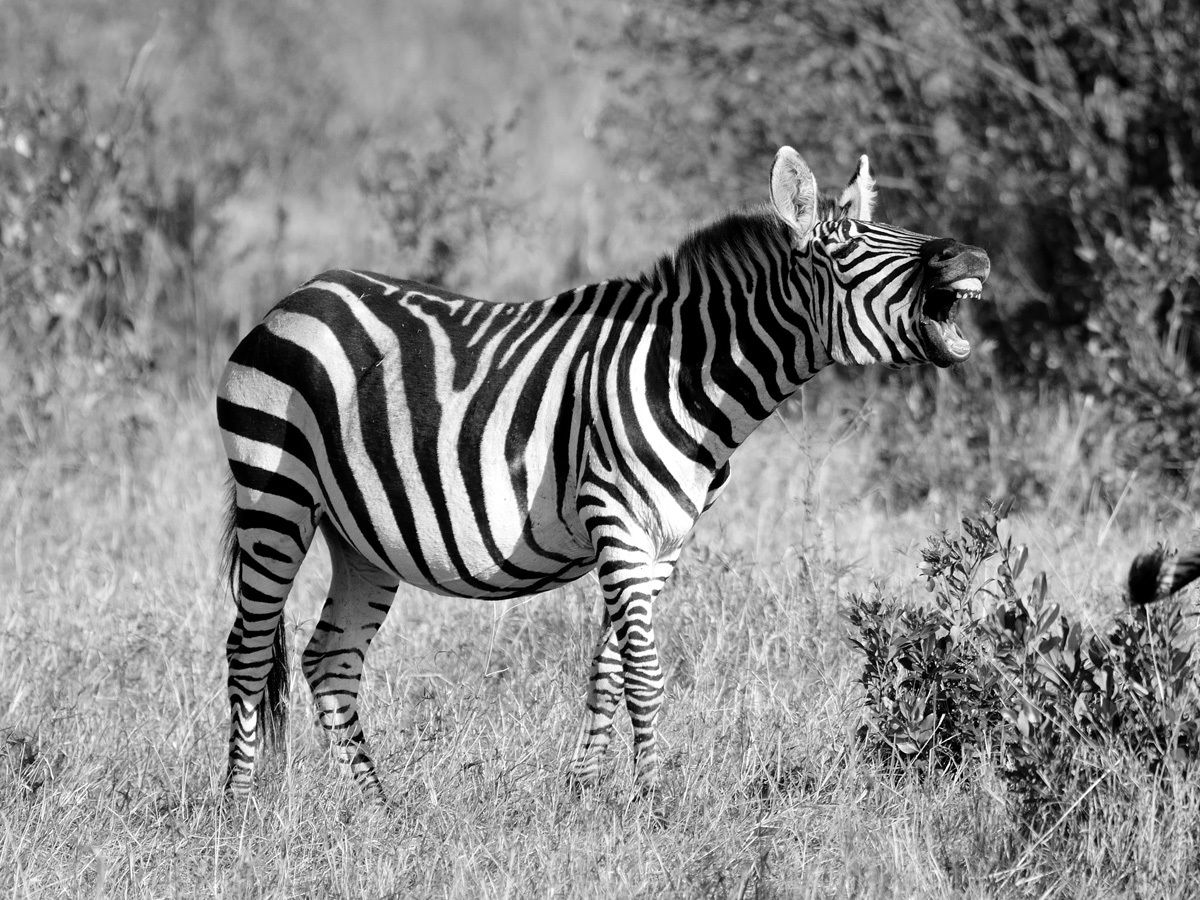 Zebra in bianco e nero