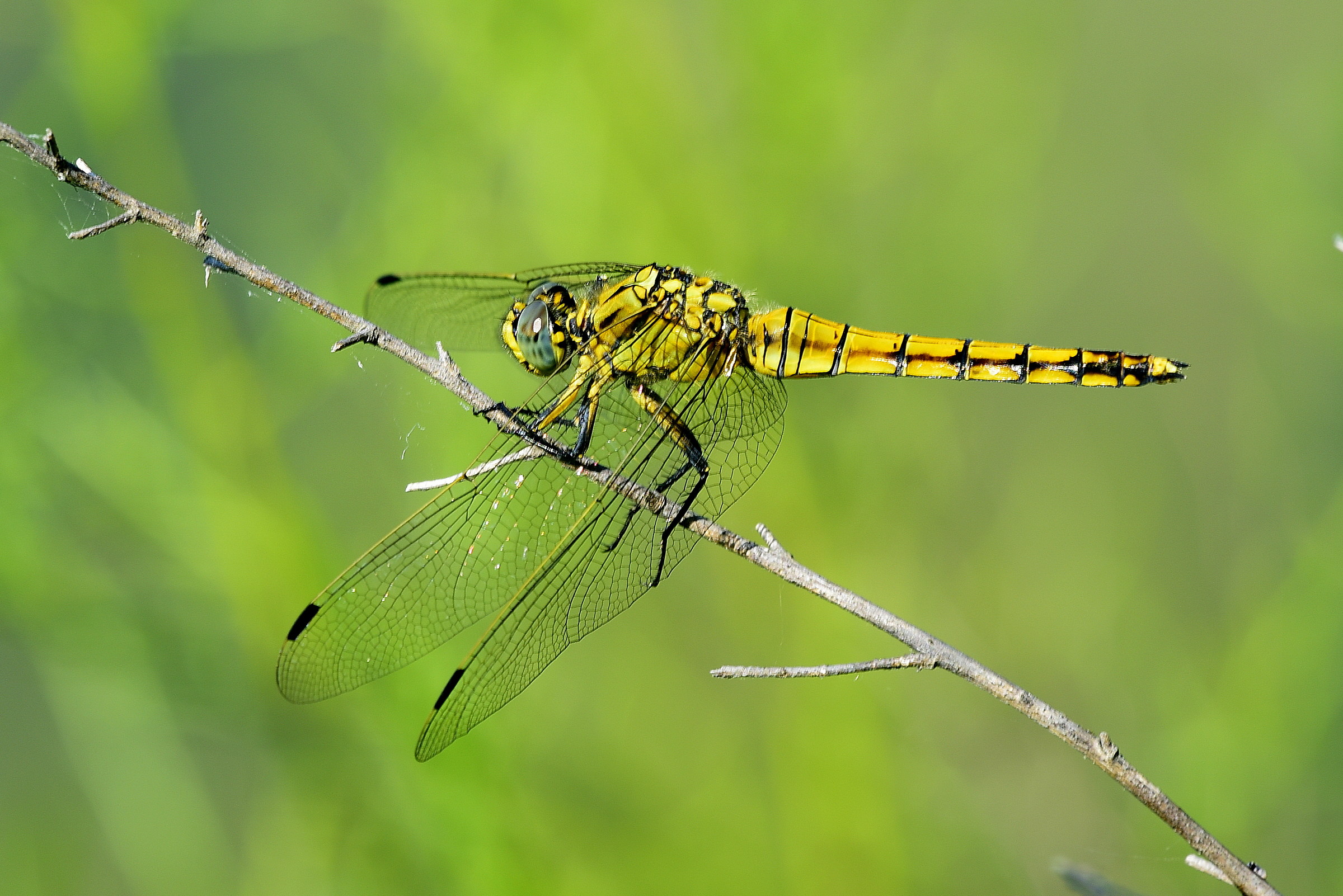 Black Yellow Dragonfly