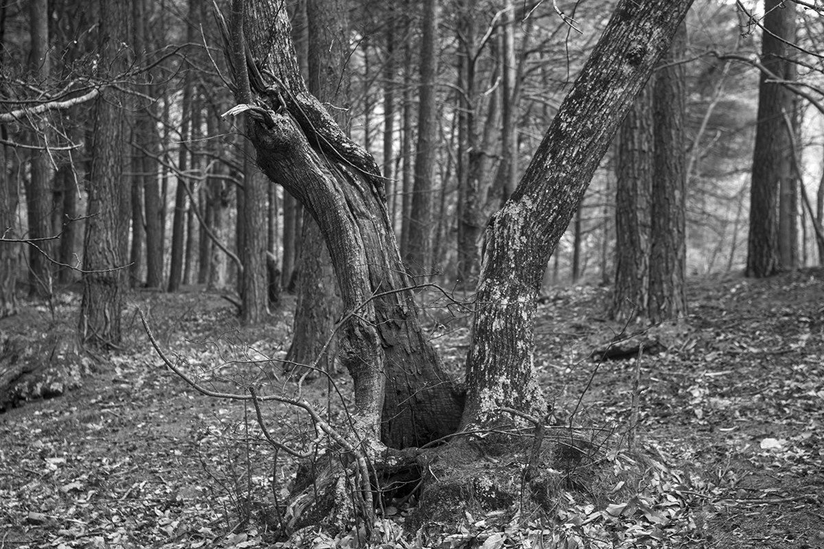 Chestnut, pinewood of Passo Ghimbegna