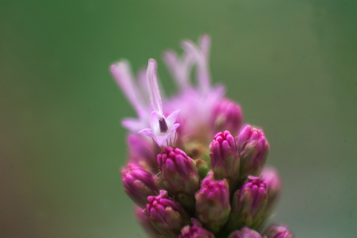 And finally begins to flourish