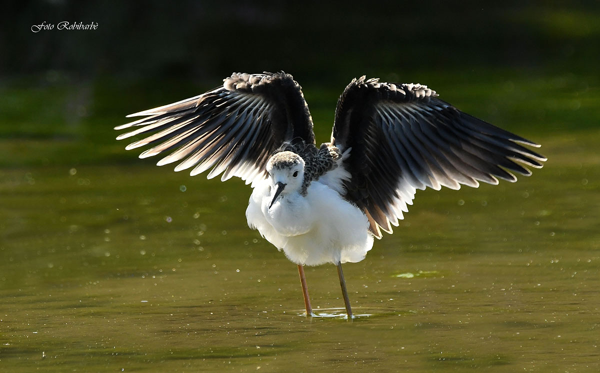 Young girl in backlight...