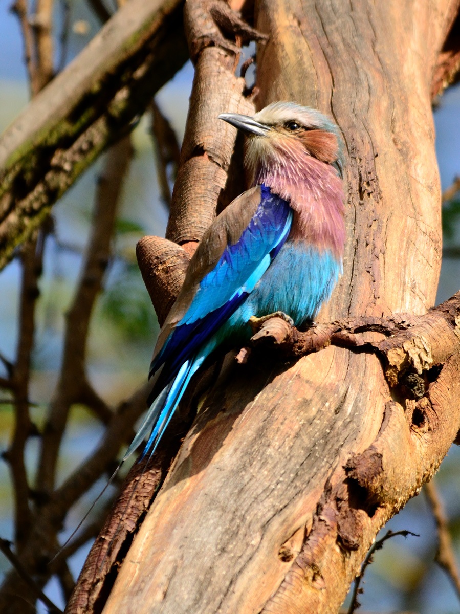 Ghiandaia marina pettolilla