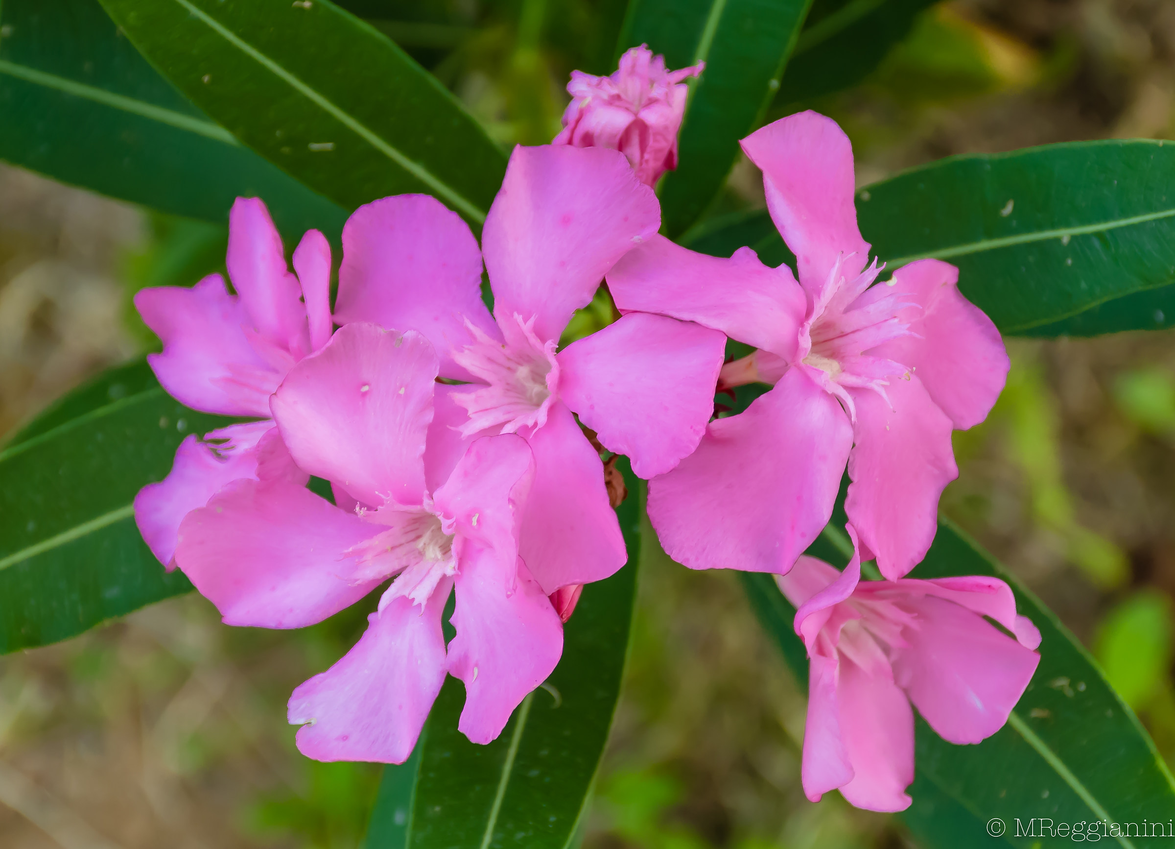 Oleanders in the dry