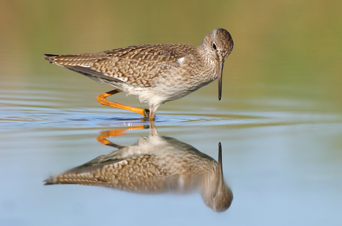 Redshank