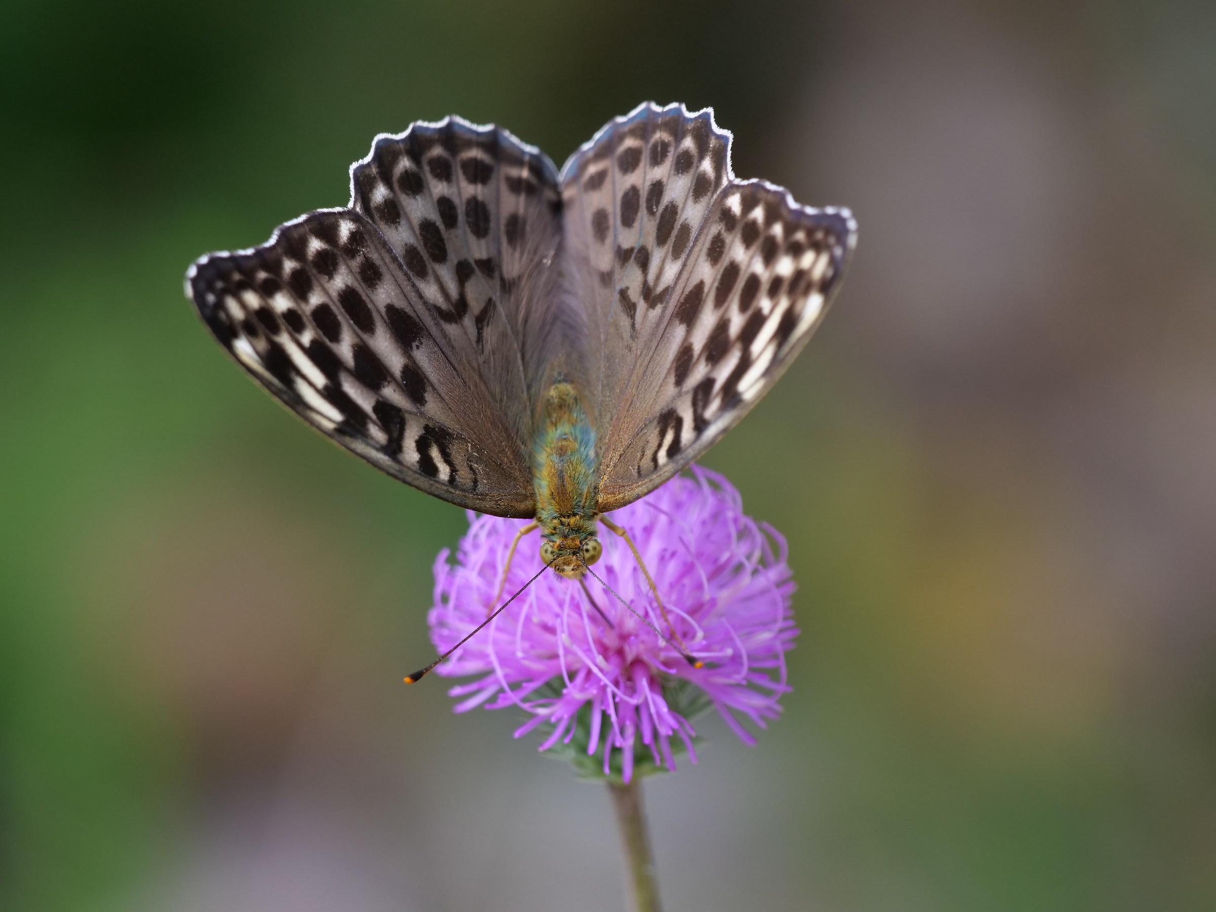 Pandora (Argynnis Pandora)