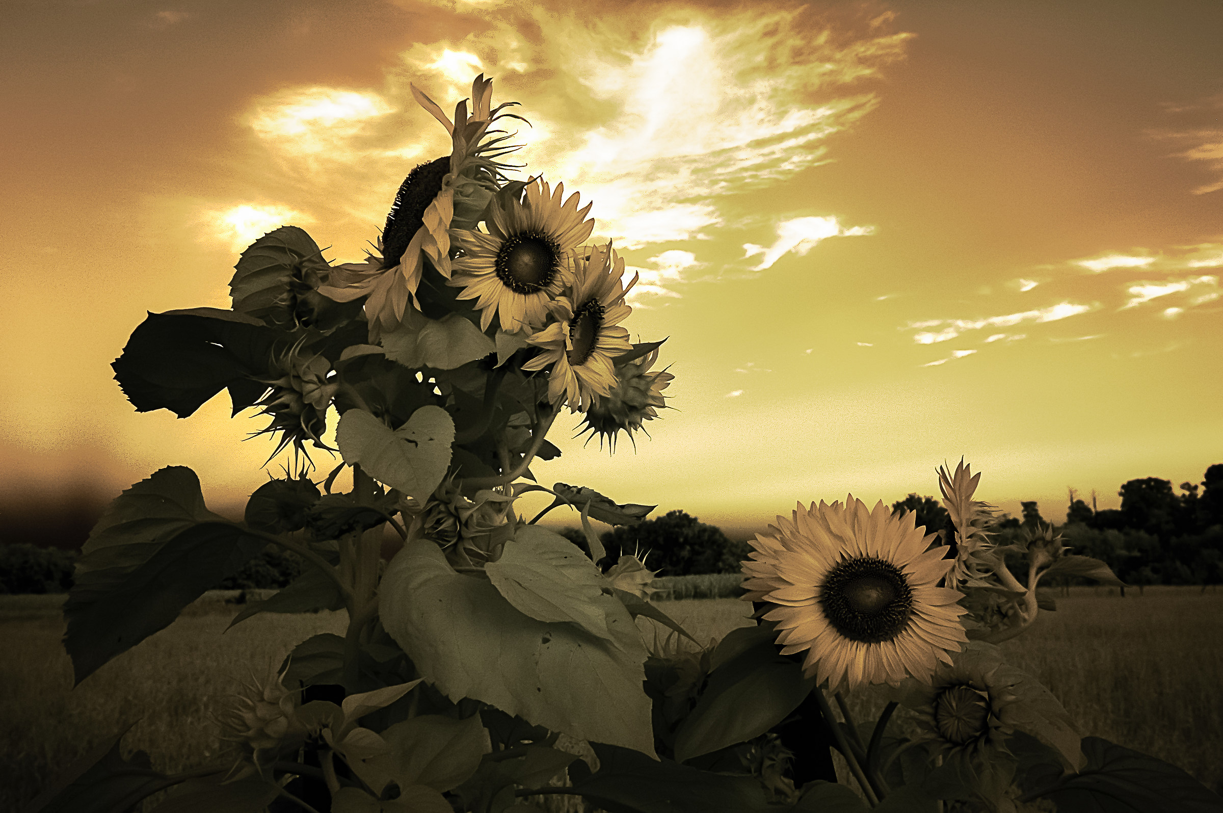 Girasoli al tramonto