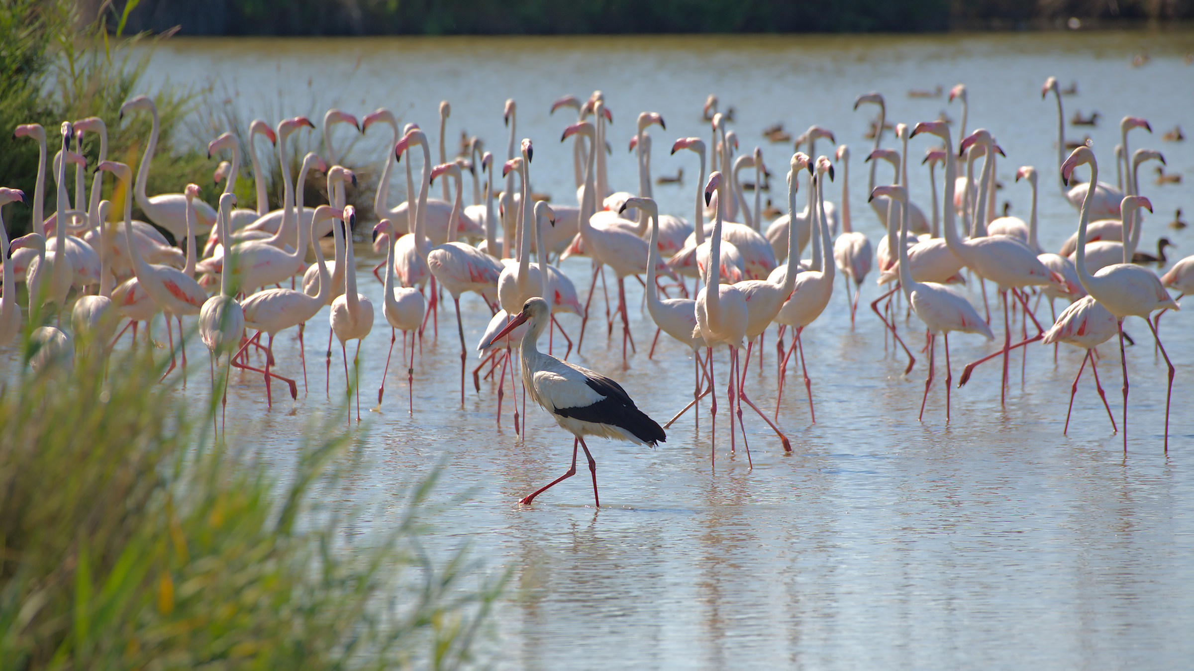 Find the intruder...