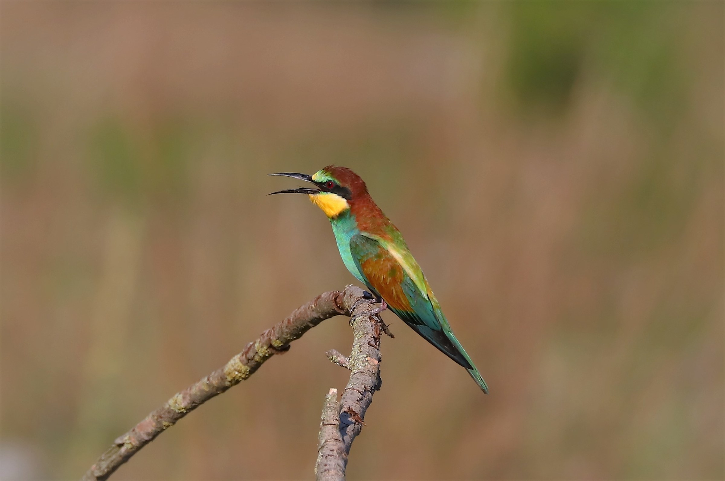 Bee-eater-Oasis of the Madonnina
