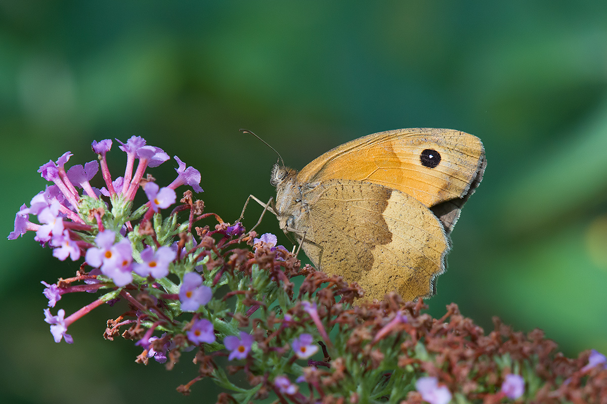 Butterfly on Buddleja