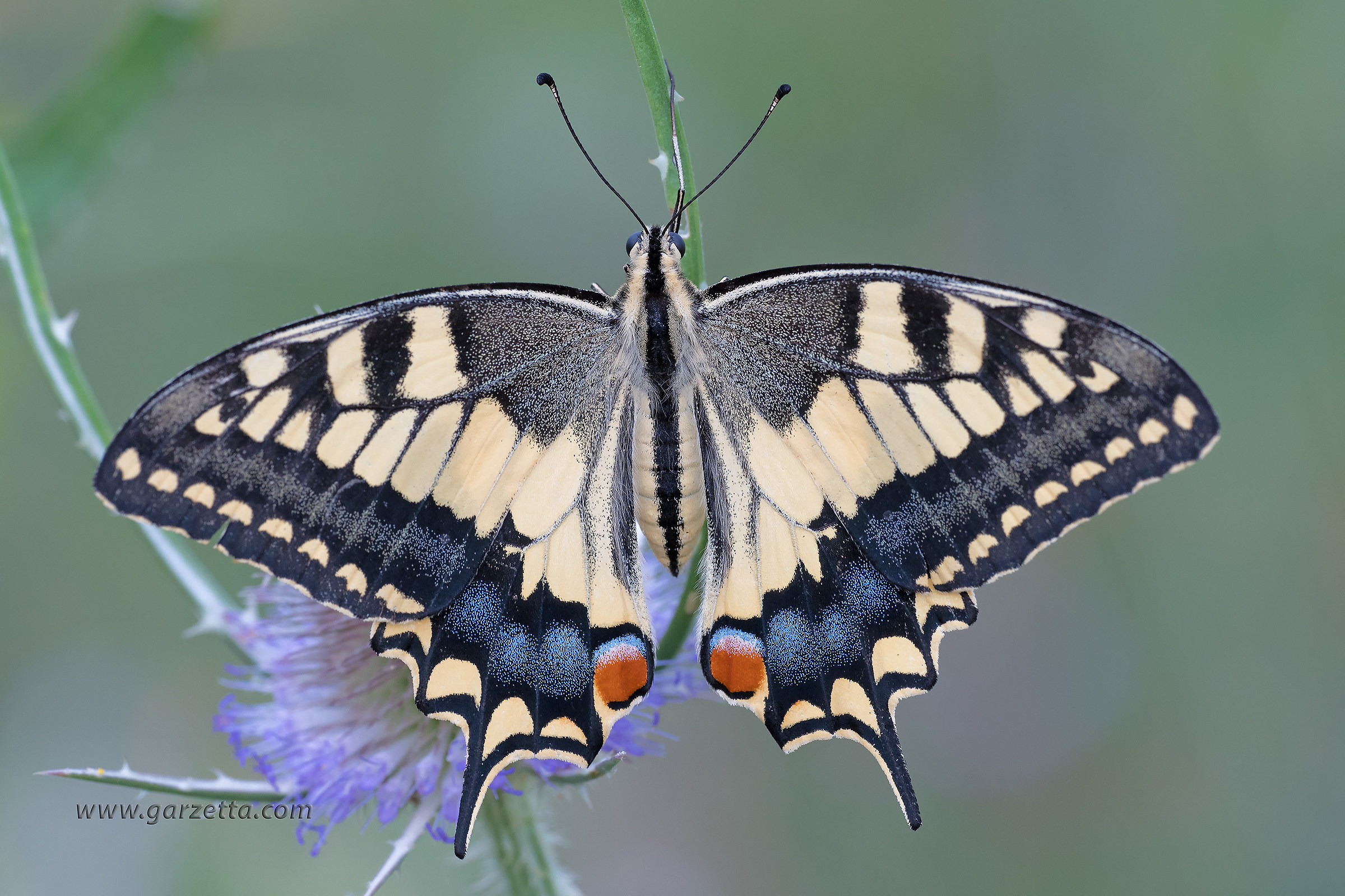 Papilio machaon