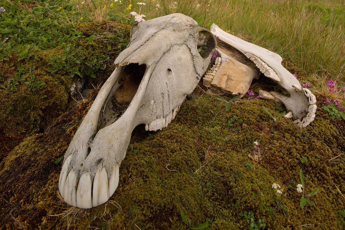 Cavallo..o almeno quel che ne resta..