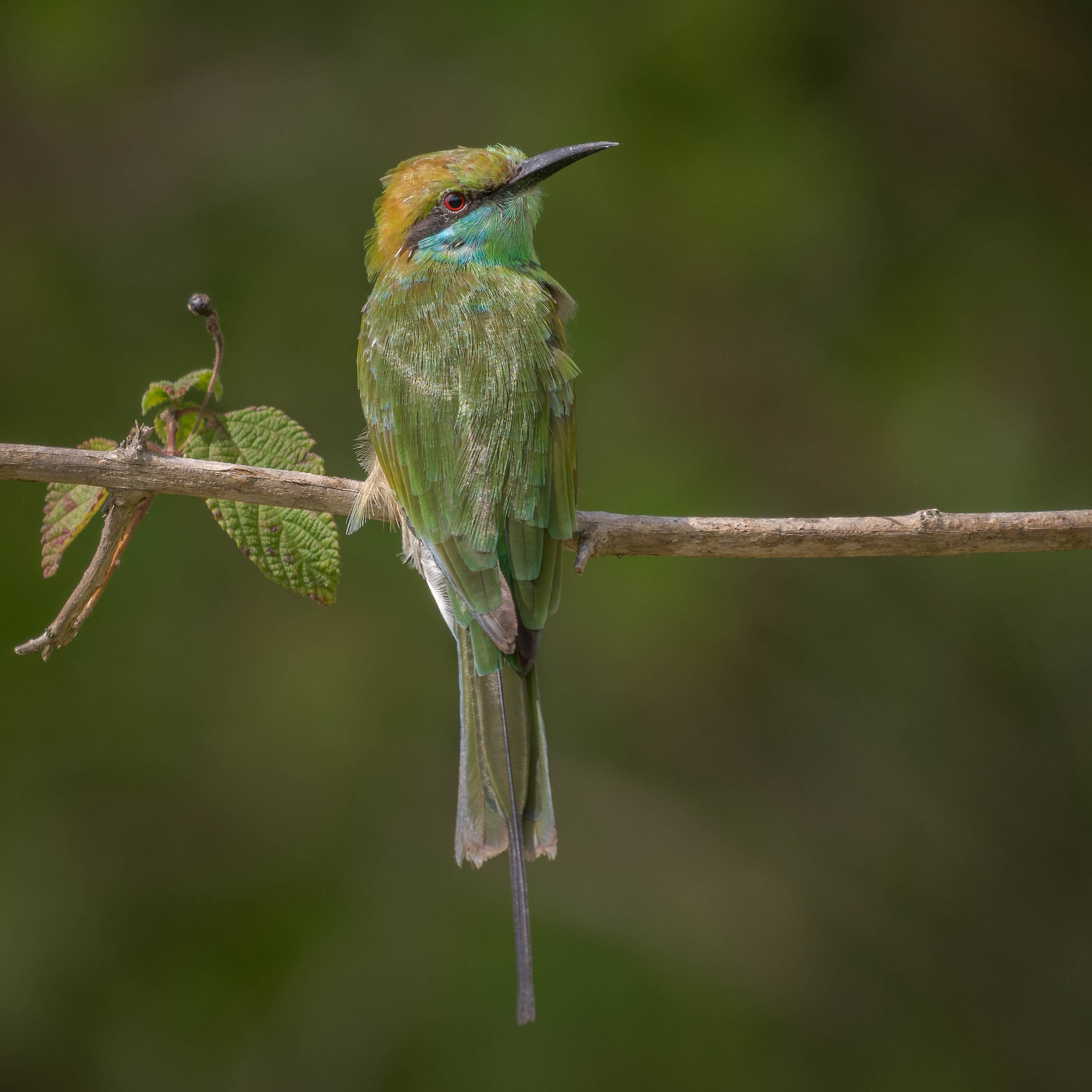 Green bee eater