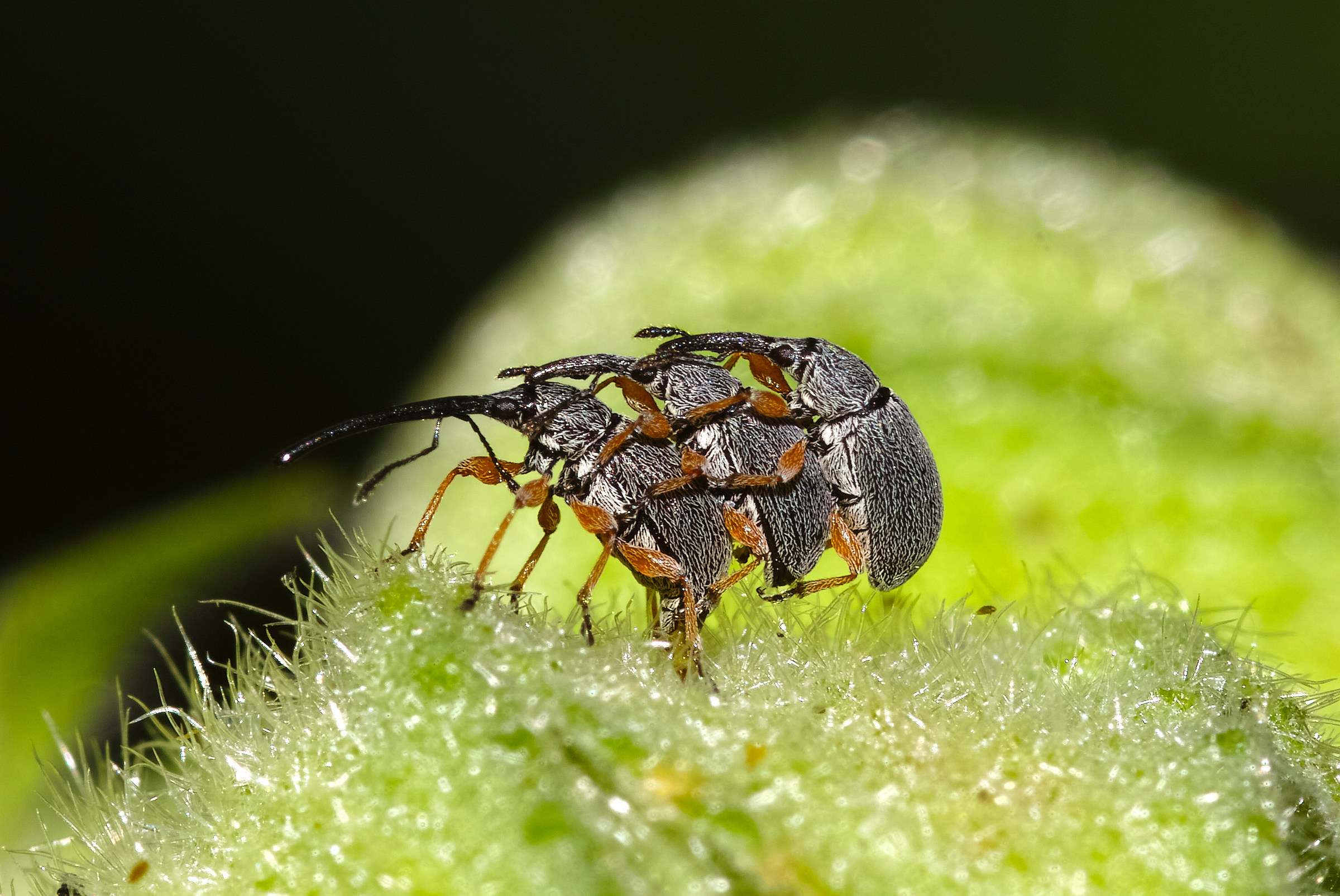 Apionidae, Rhopalapion longirostre, Hollyhock weevil