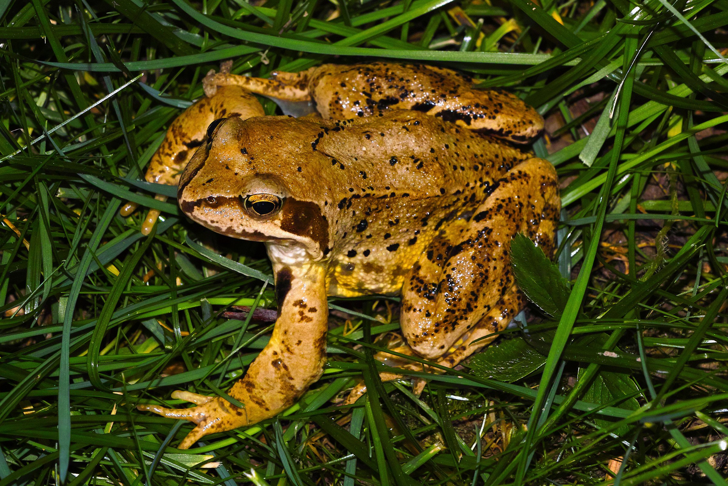 Rana temporaria