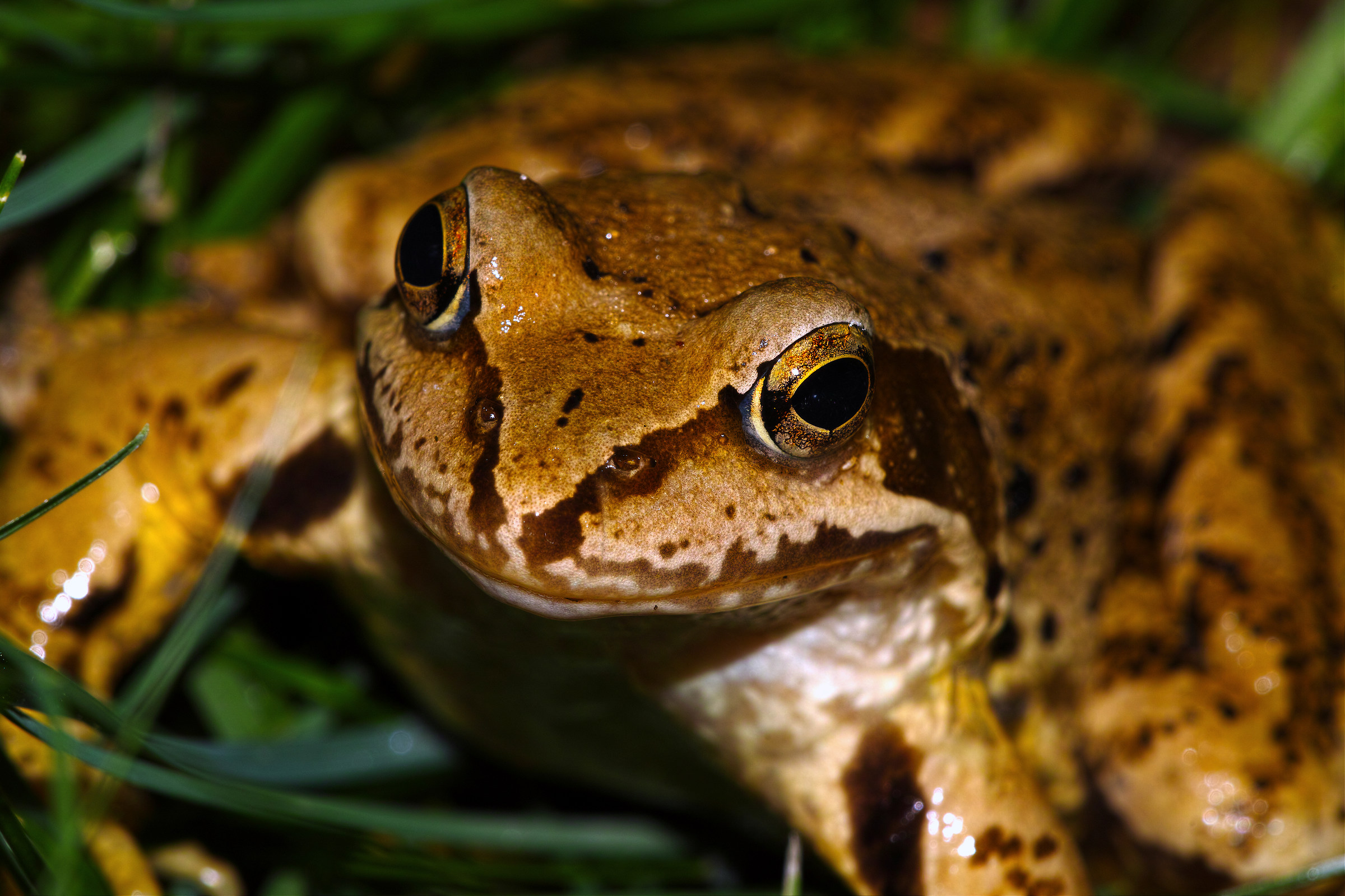 Rana temporaria