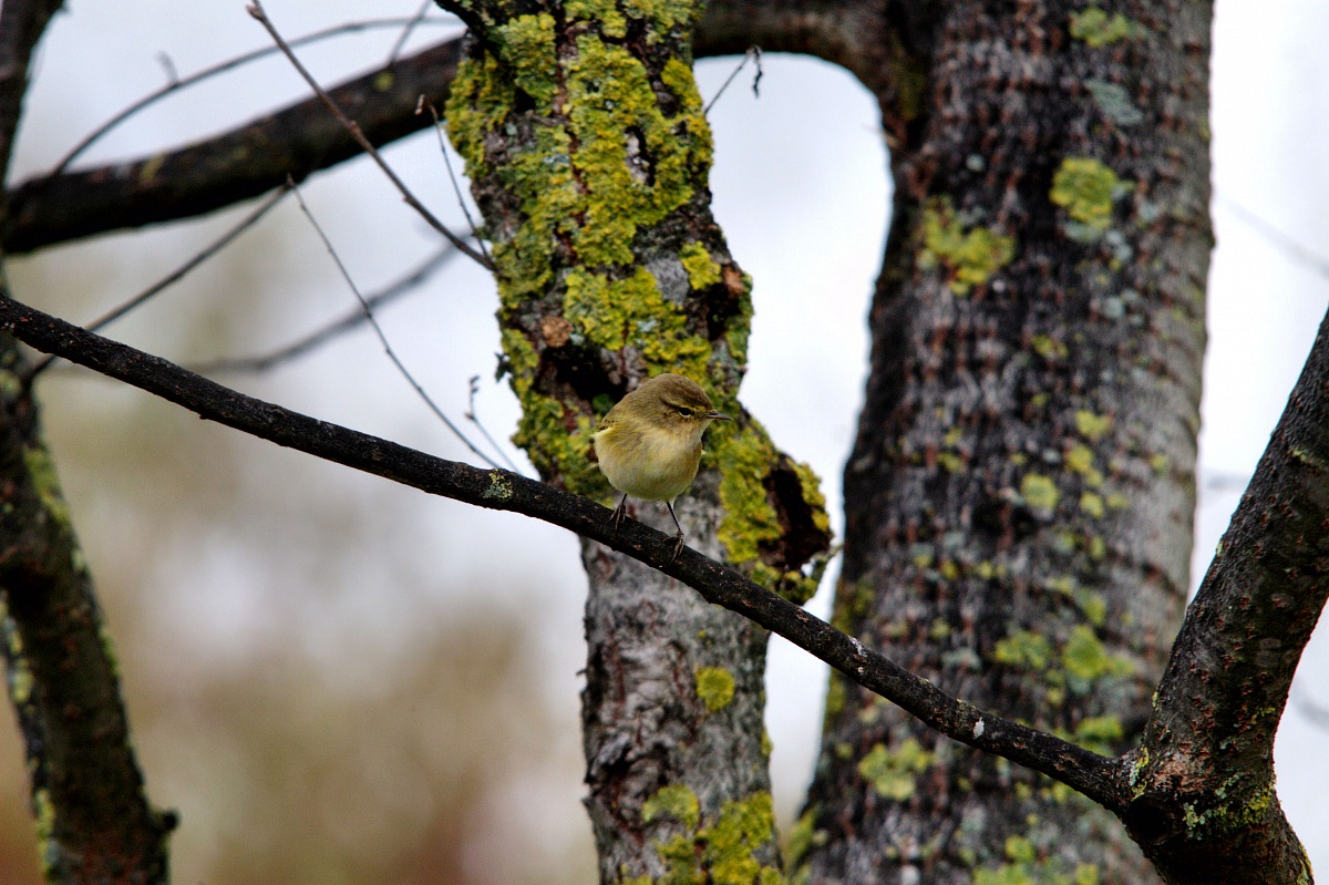 Lui piccolo o verde???