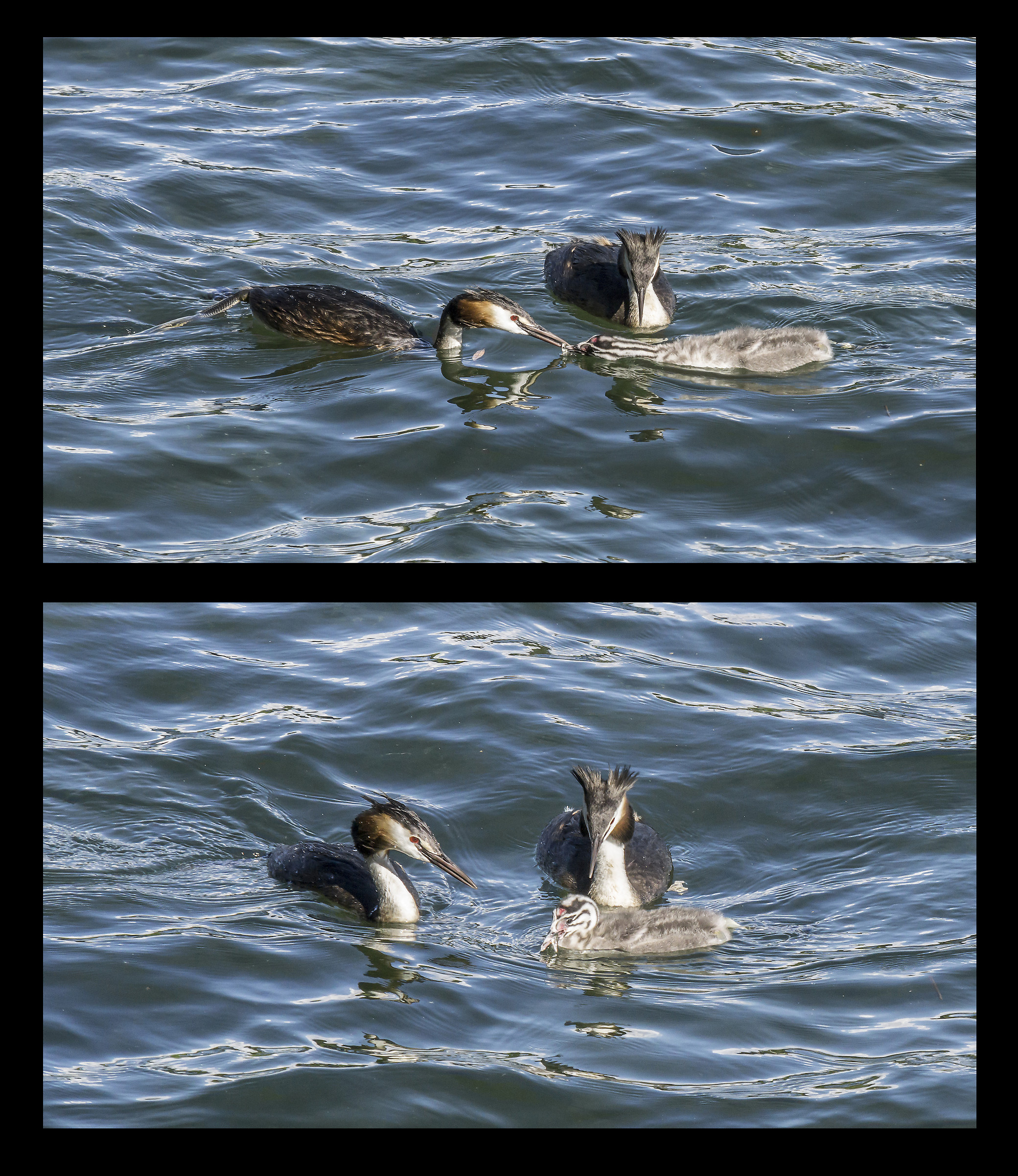 Grebe Feeding a chick