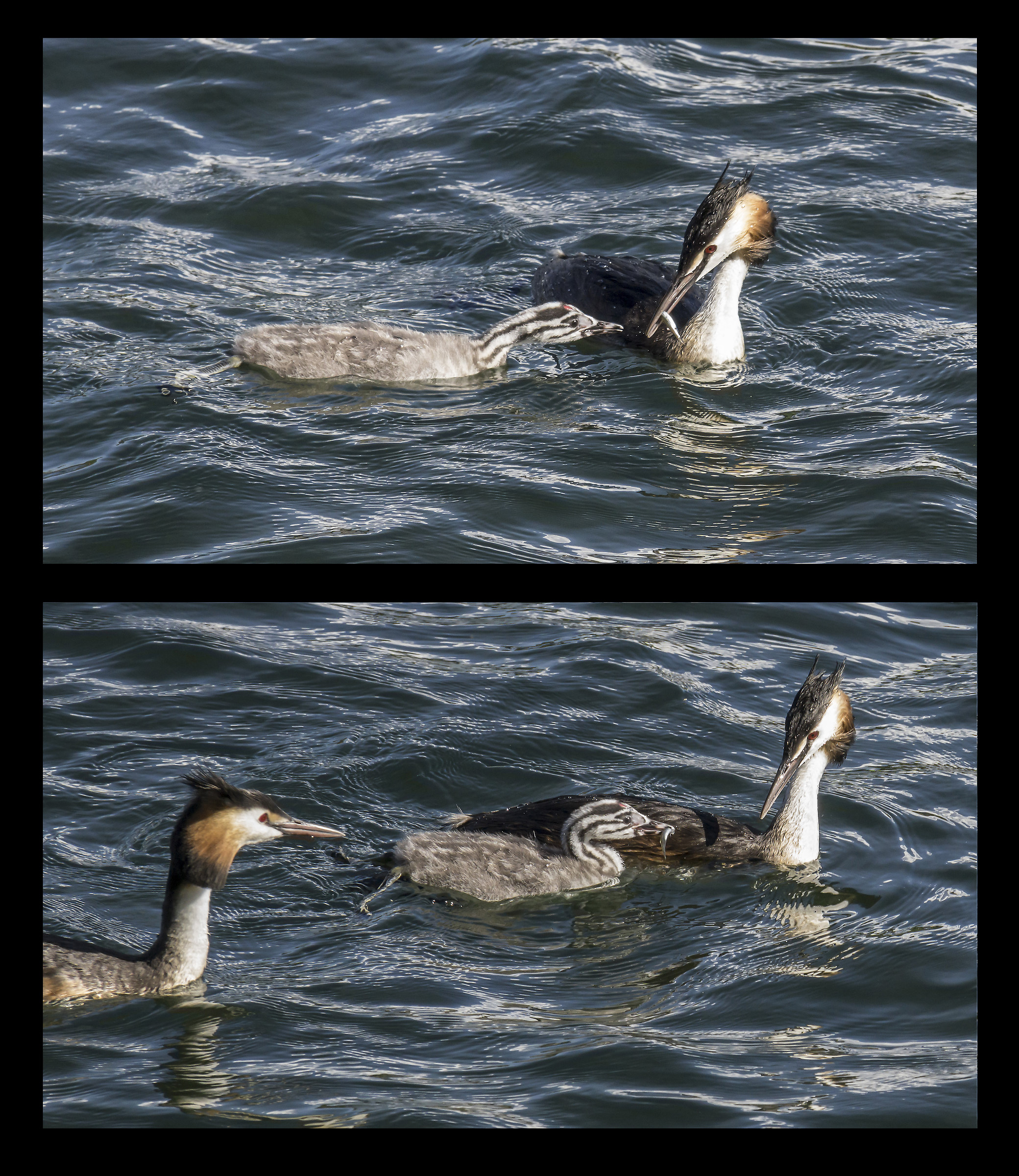 Grebe Feeding a chick