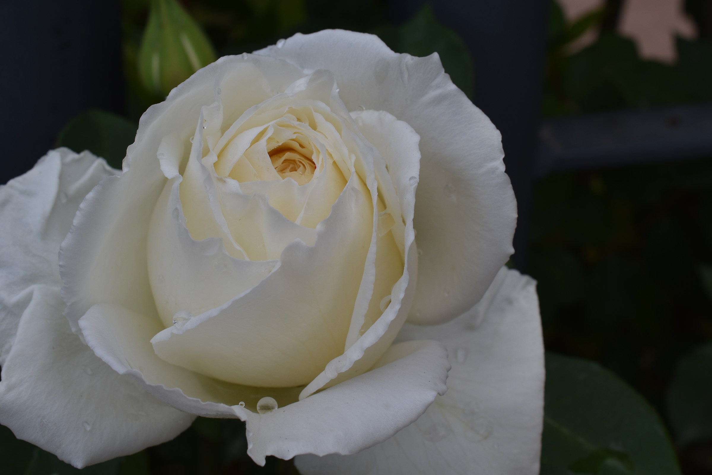 The Rose