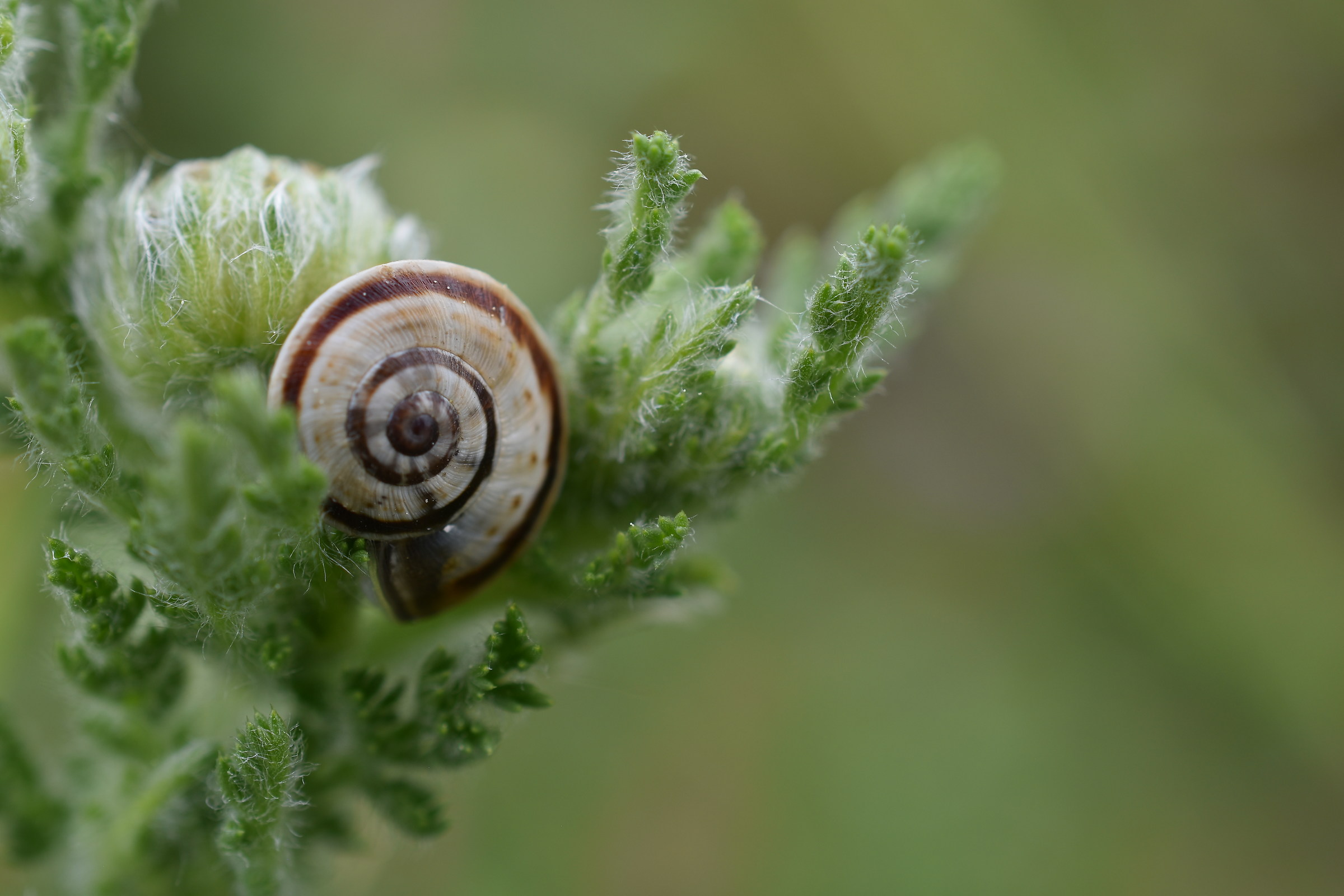 Snail