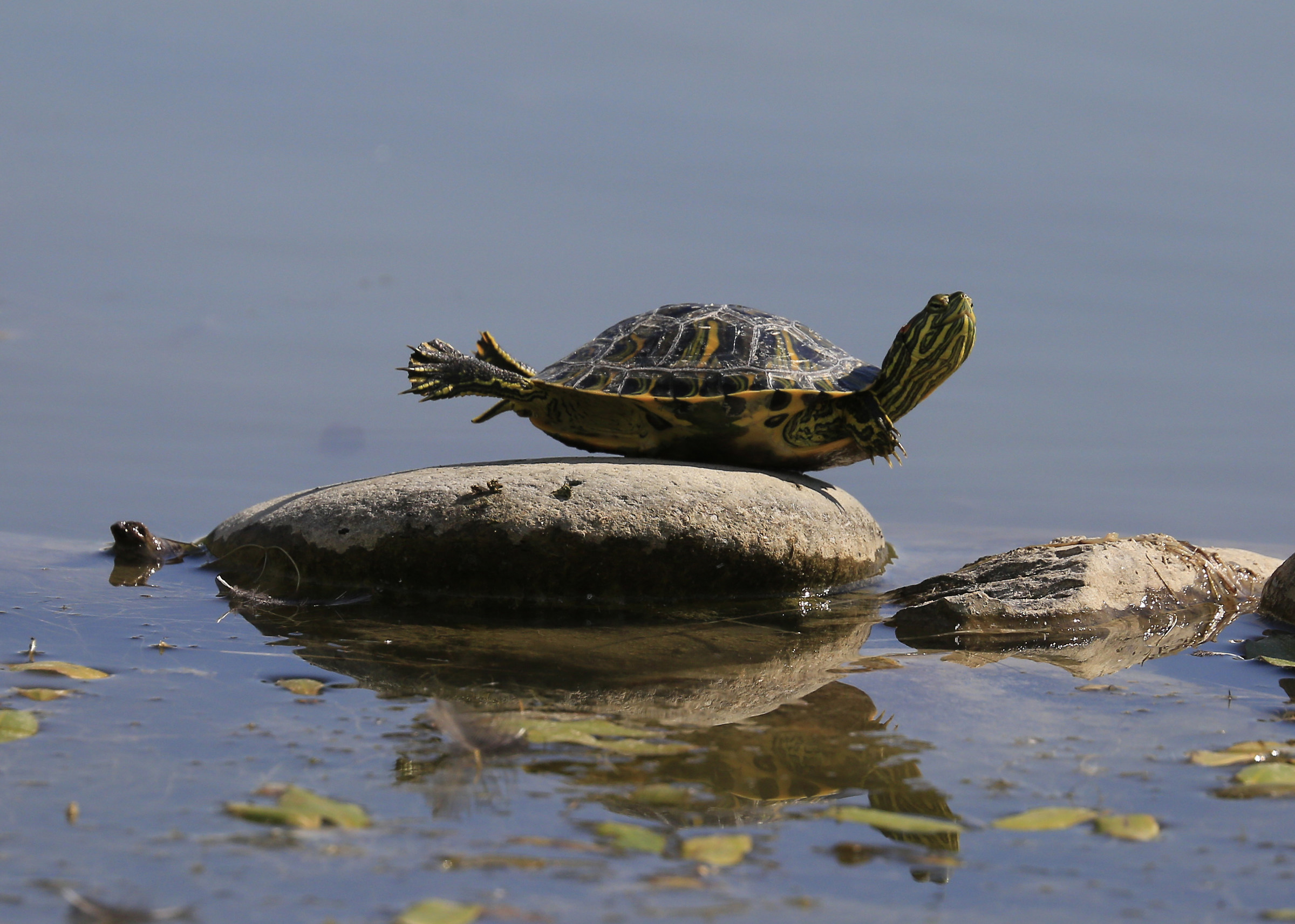 Carpiato in avanti!!