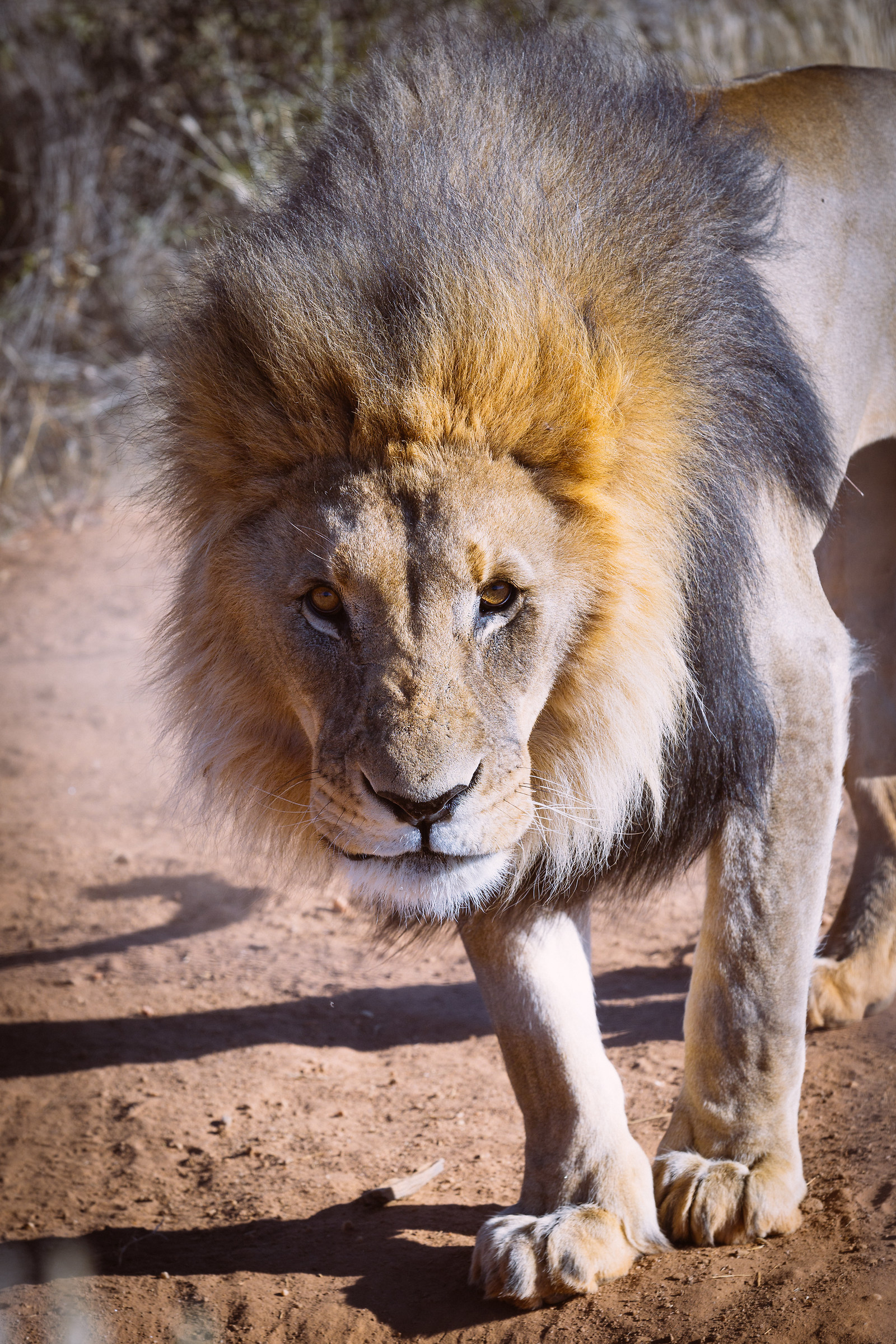 The gaze of the king....