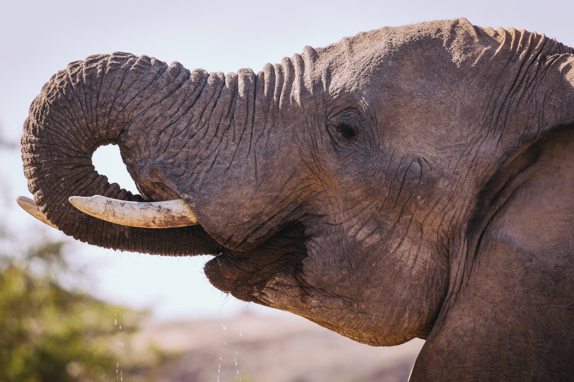 Elephants at the watering