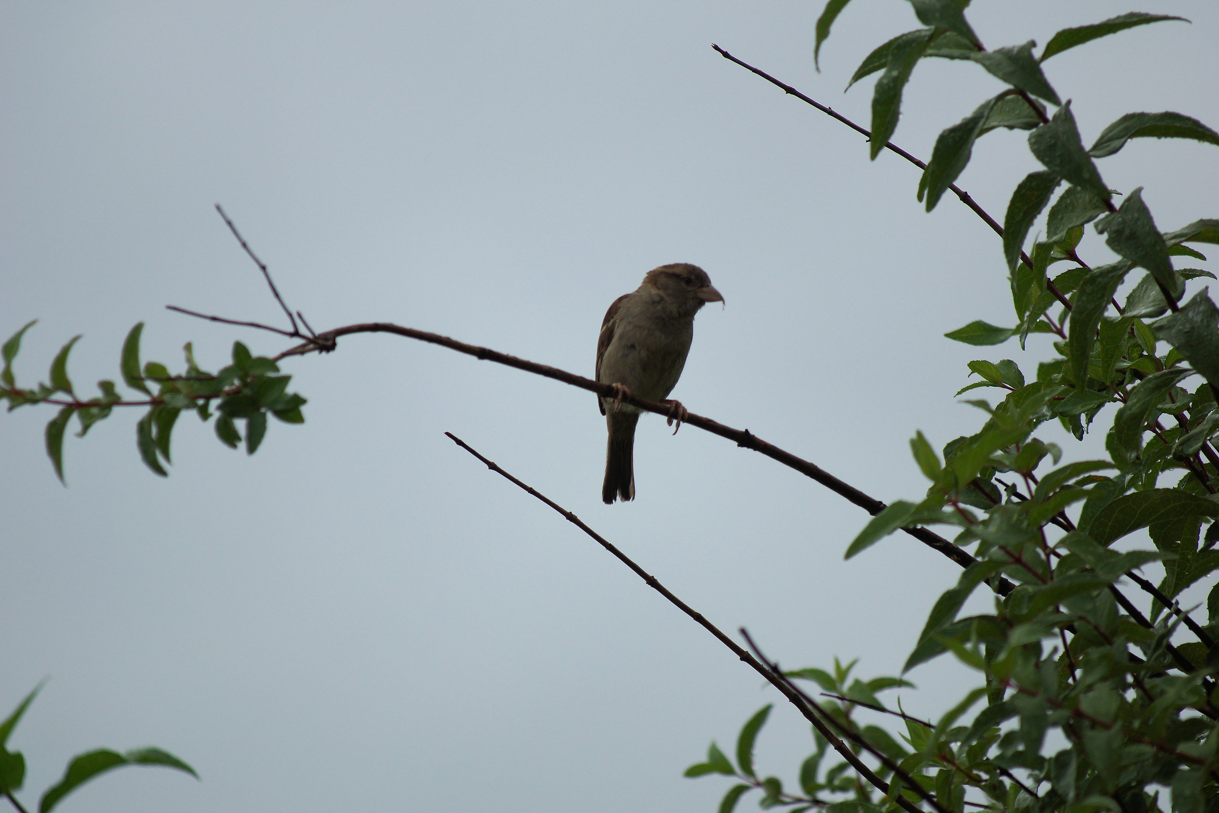 Cute little bird on a branch