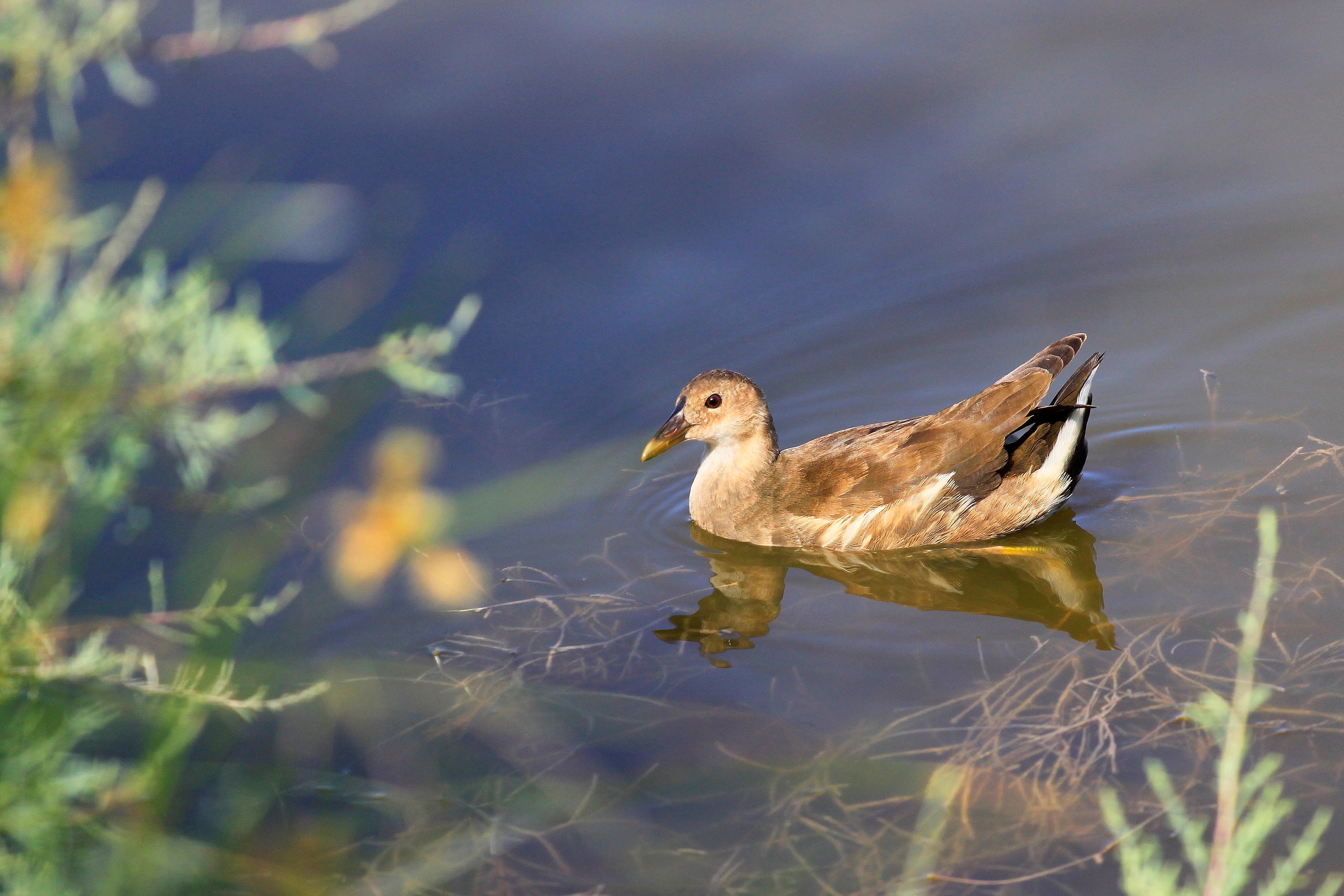 Young Water Hen
