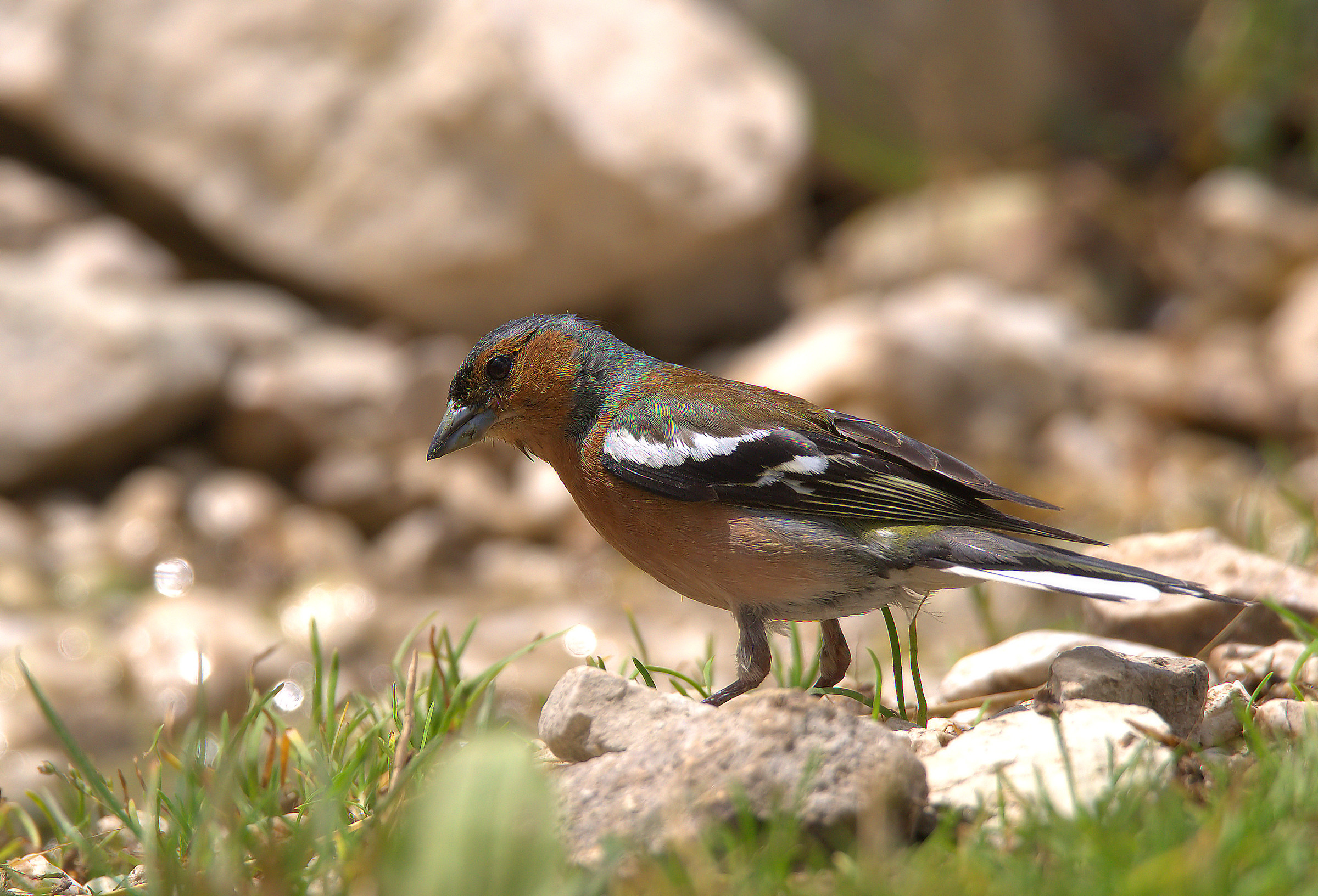 Chaffinch