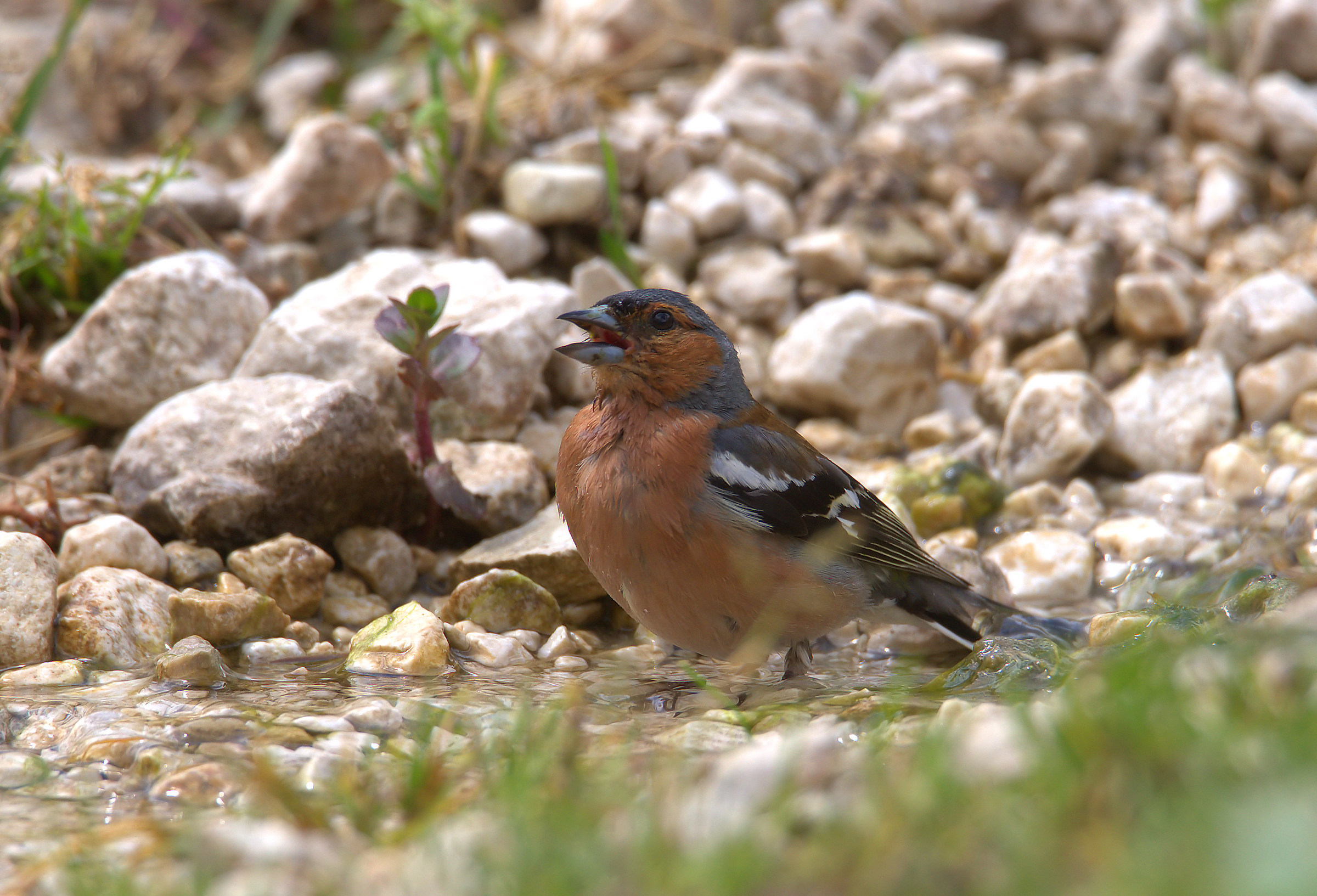 Chaffinch