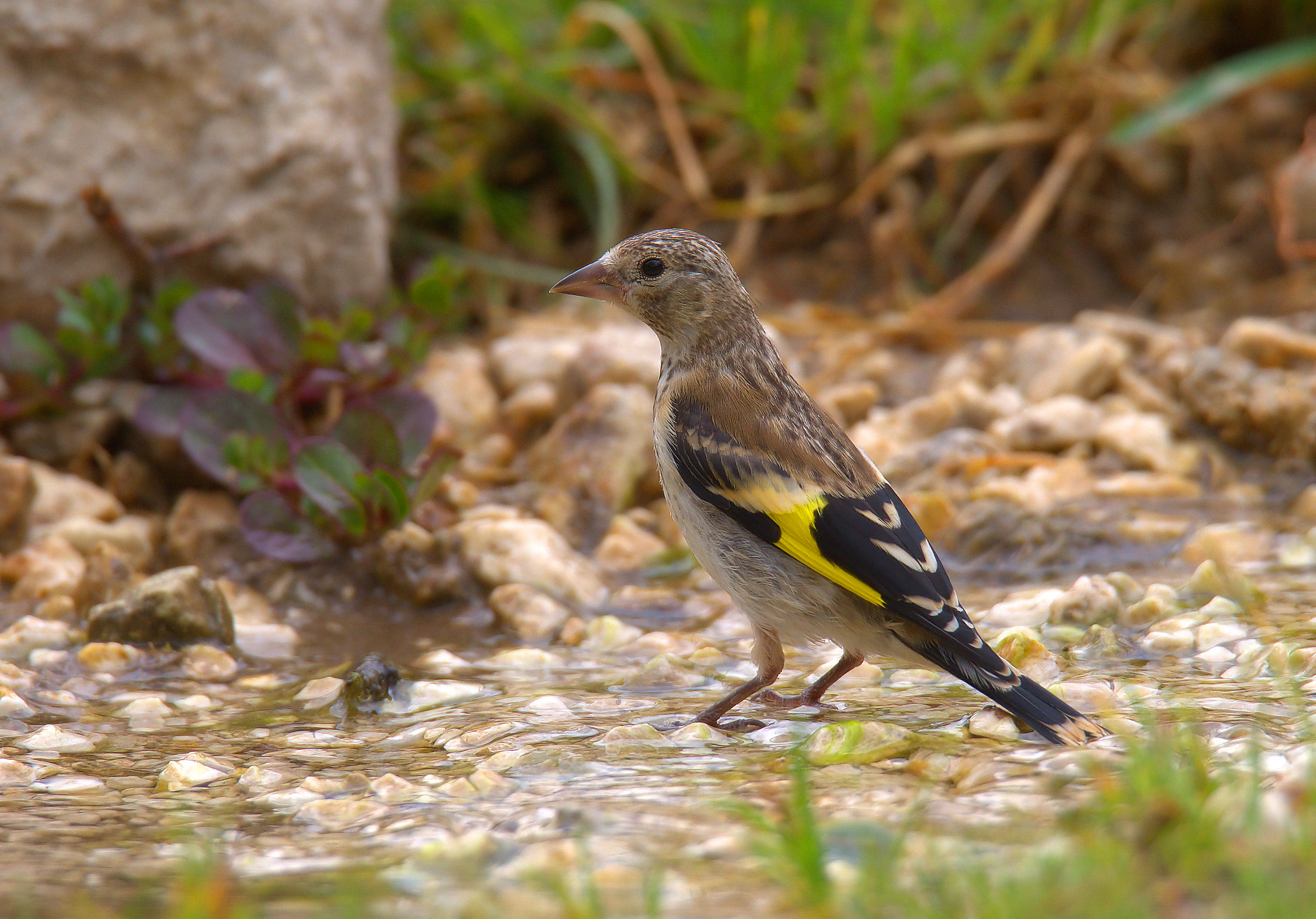 Young Goldfinch