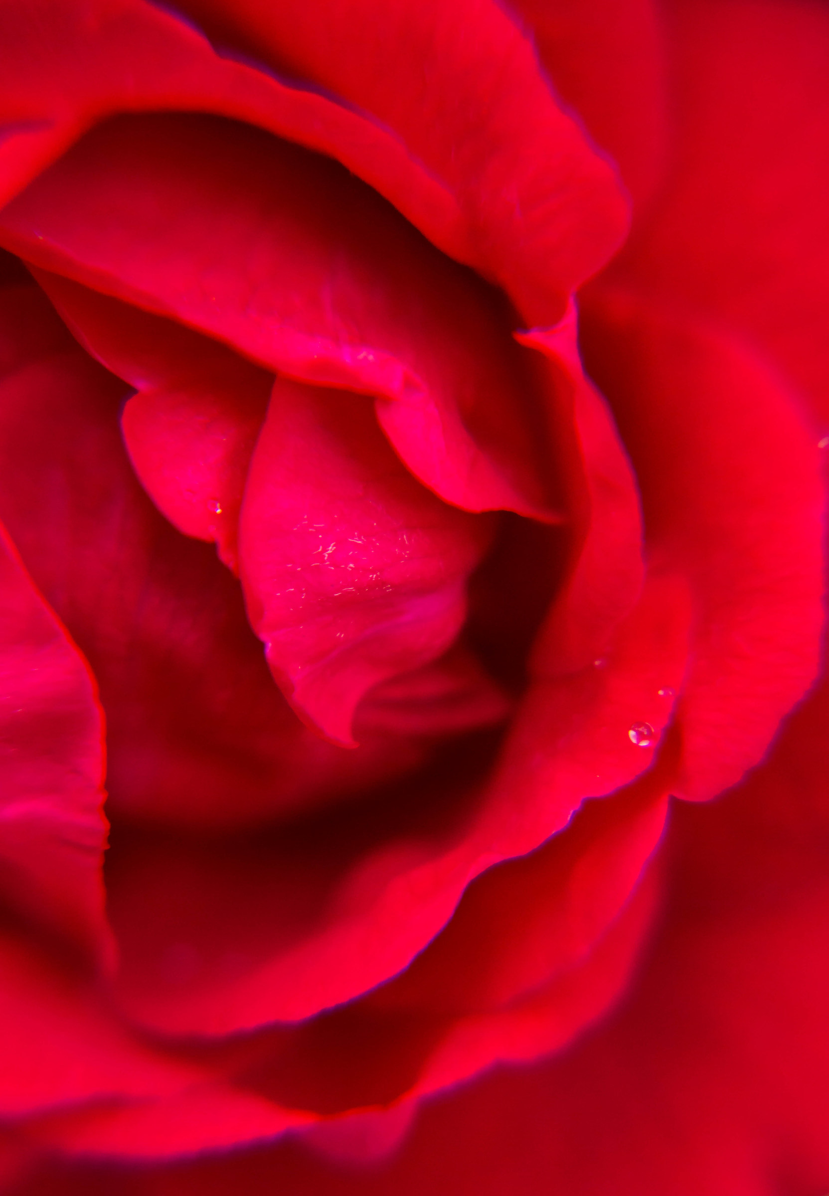 Red Passion