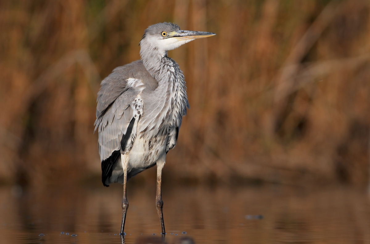 Grey Heron