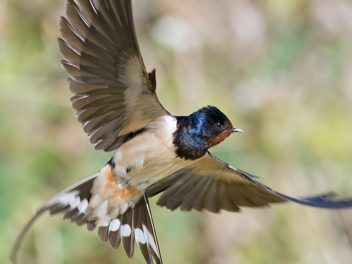 Swallow at the roll