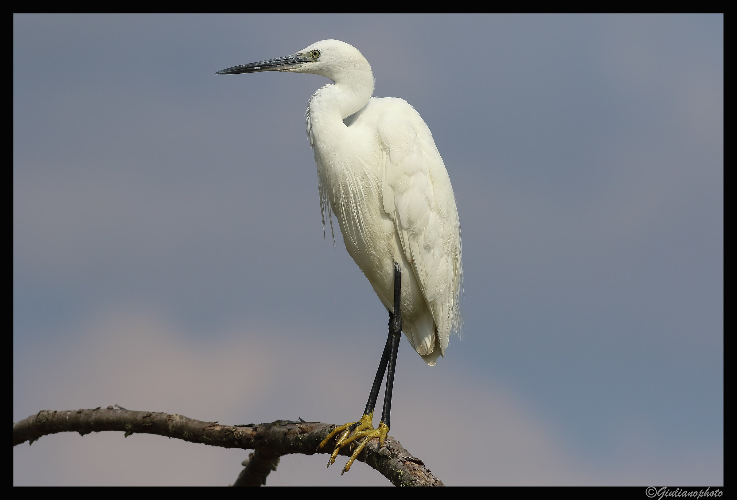 Egret