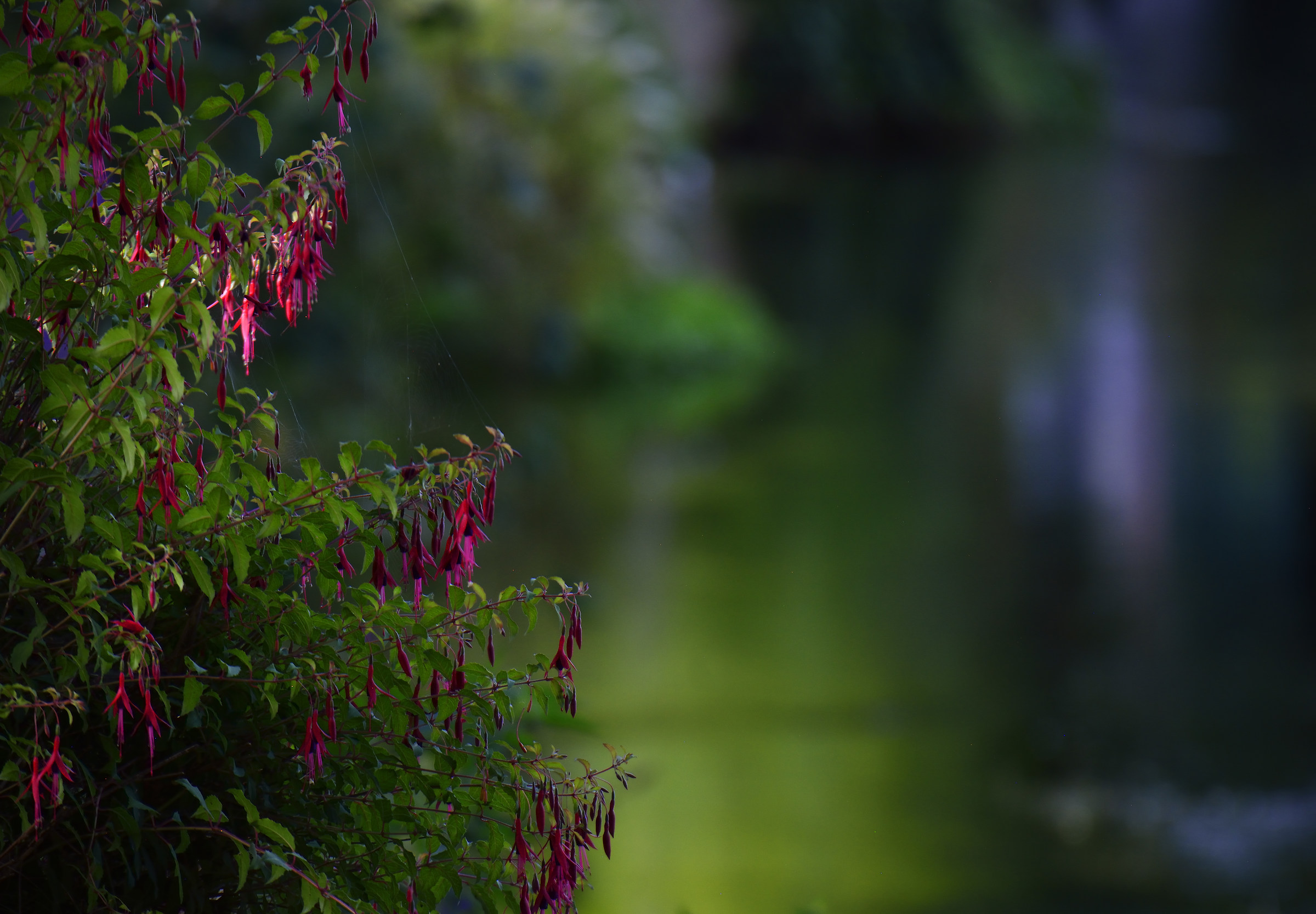 Sunlit Pink on the Riverbank