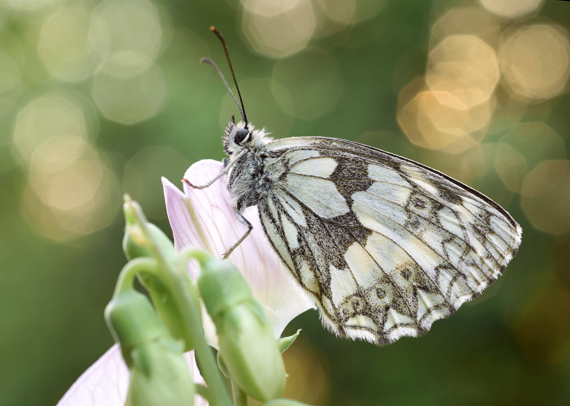 Marbled Galathea, L. 1758